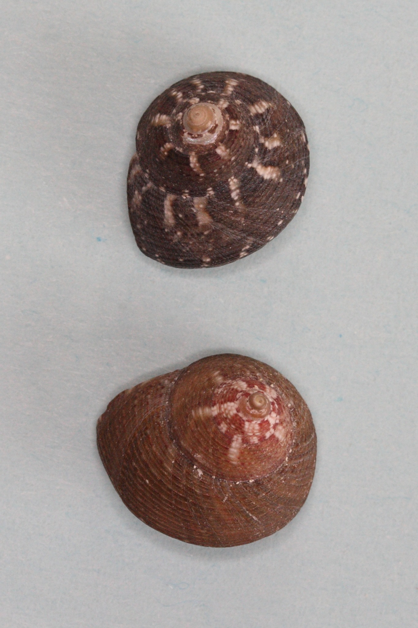 gibbula_umbilicaris1md