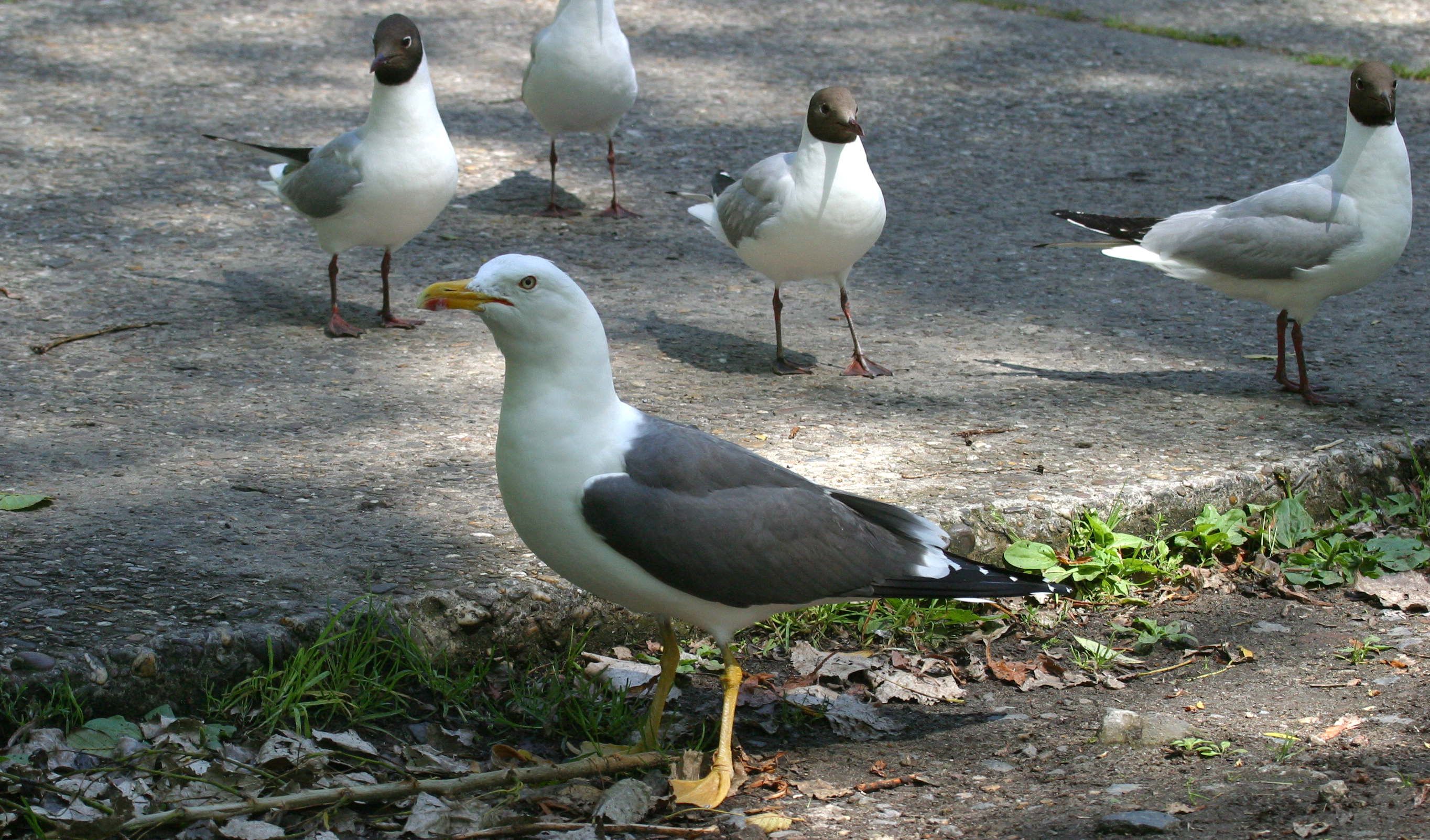 goeland_brun_-_larus_fuscus3bd