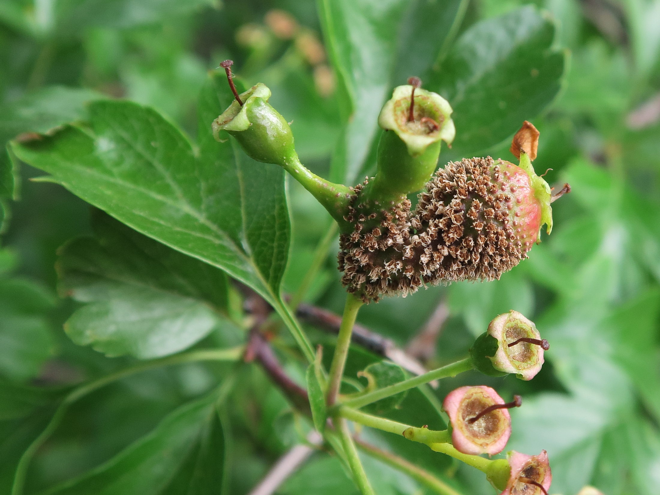 Afficher le média gymnosporangium_clavariiforme1md gymnosporangium_clavariiforme1md