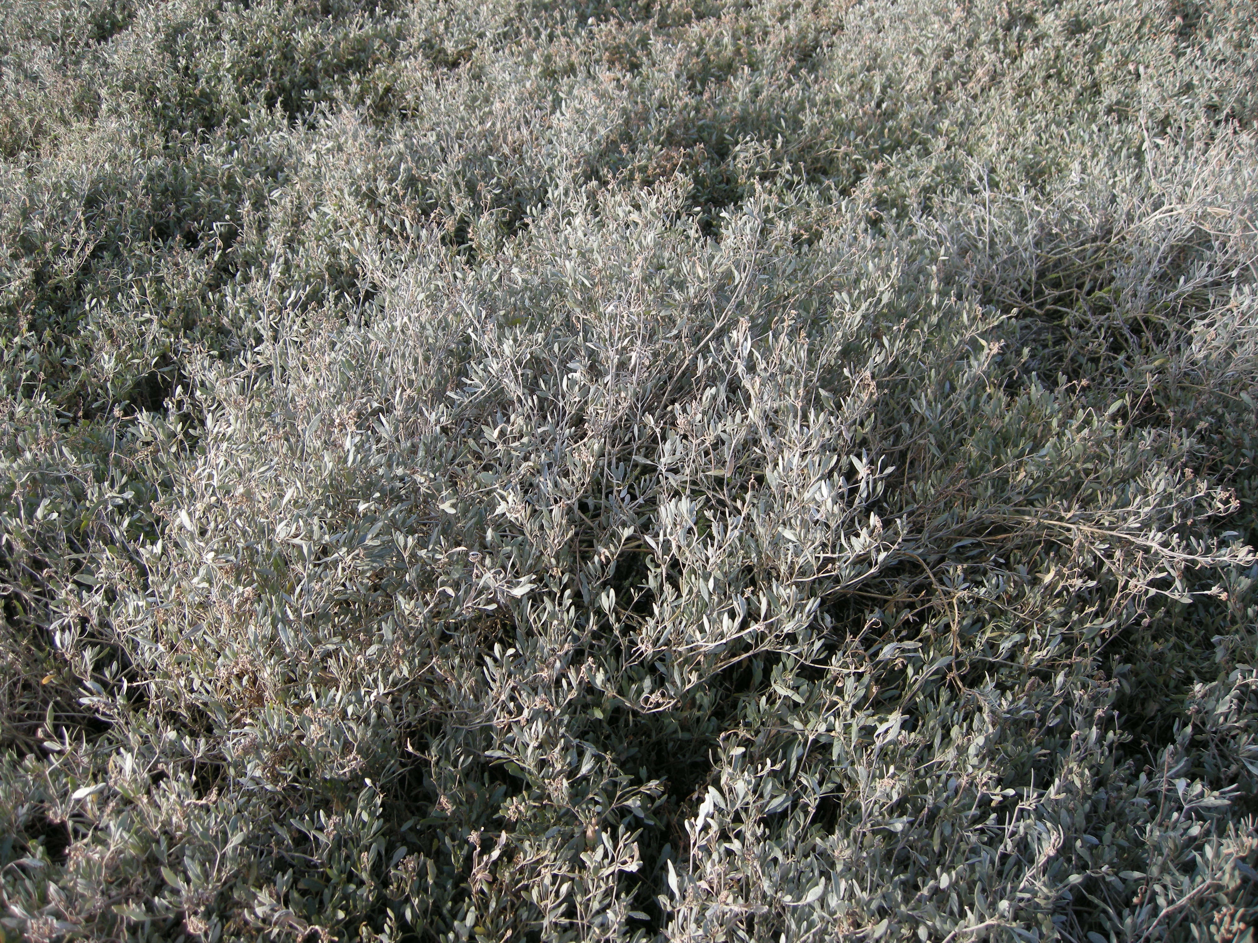 Afficher le média halimione_portulacoides3md halimione_portulacoides3md