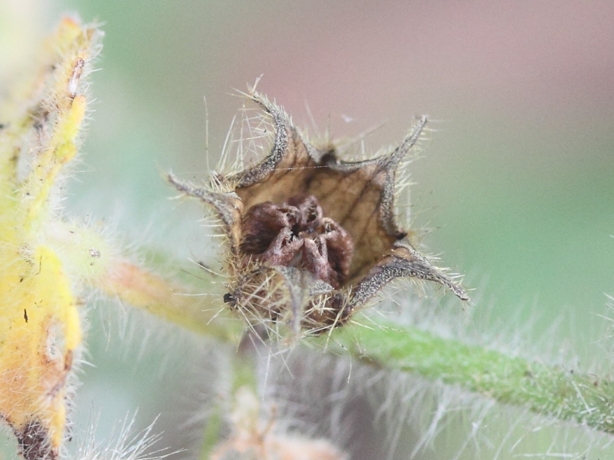 hibiscus_vitifolius3mdmd