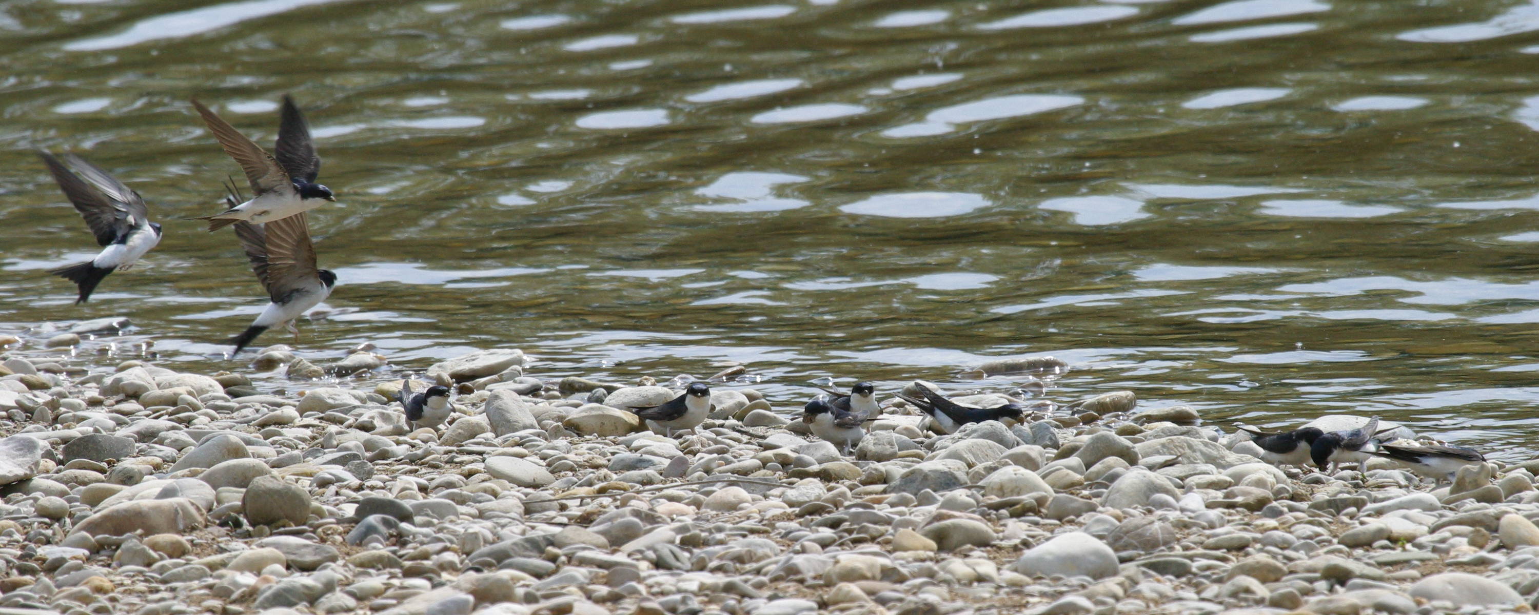 hirondelle_de_fenetre_-_delichon_urbicum4bd