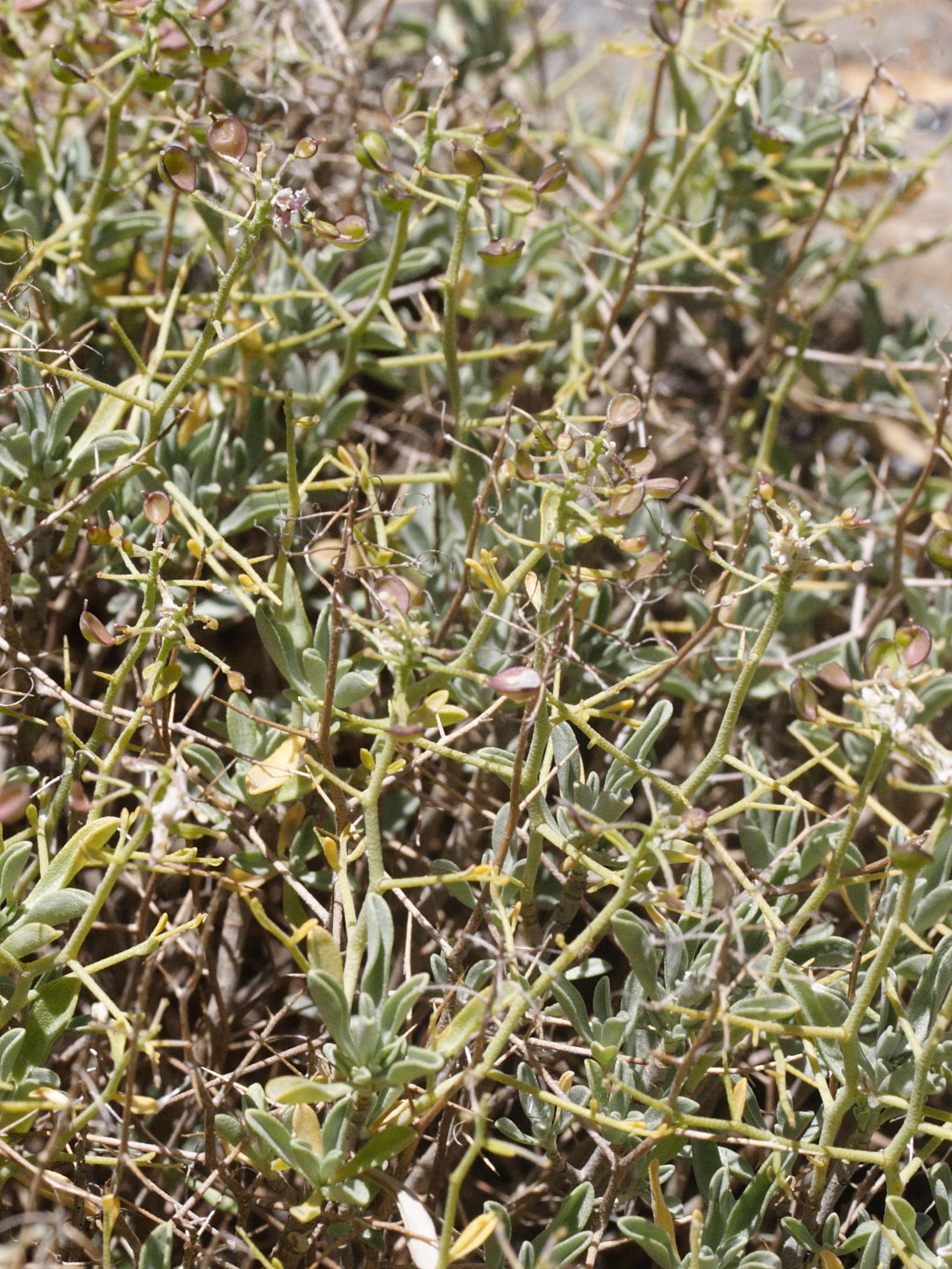 Afficher le média hormathophylla_spinosa3md hormathophylla_spinosa3md