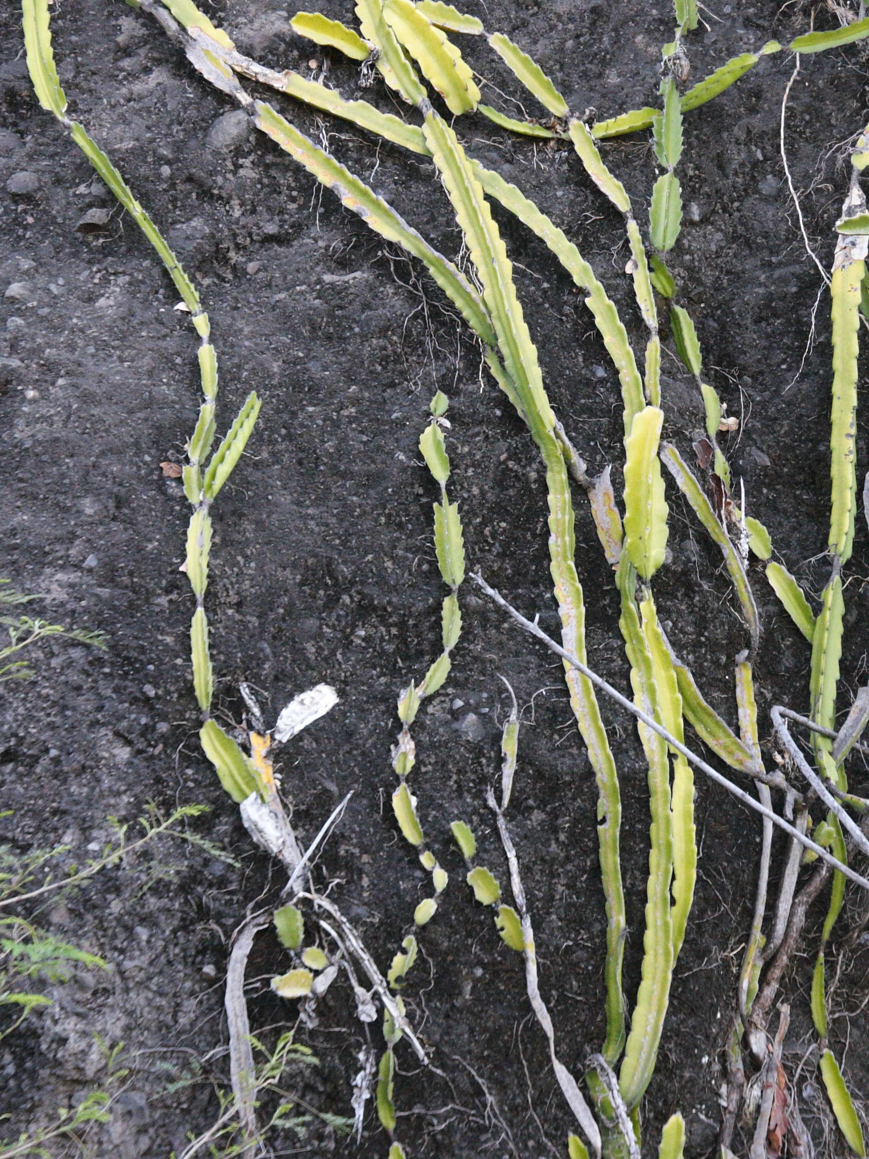 Afficher le média hylocereus_undatus3md hylocereus_undatus3md