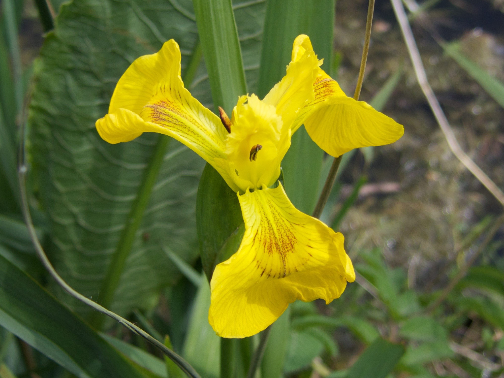 iris_pseudacorus4bmd