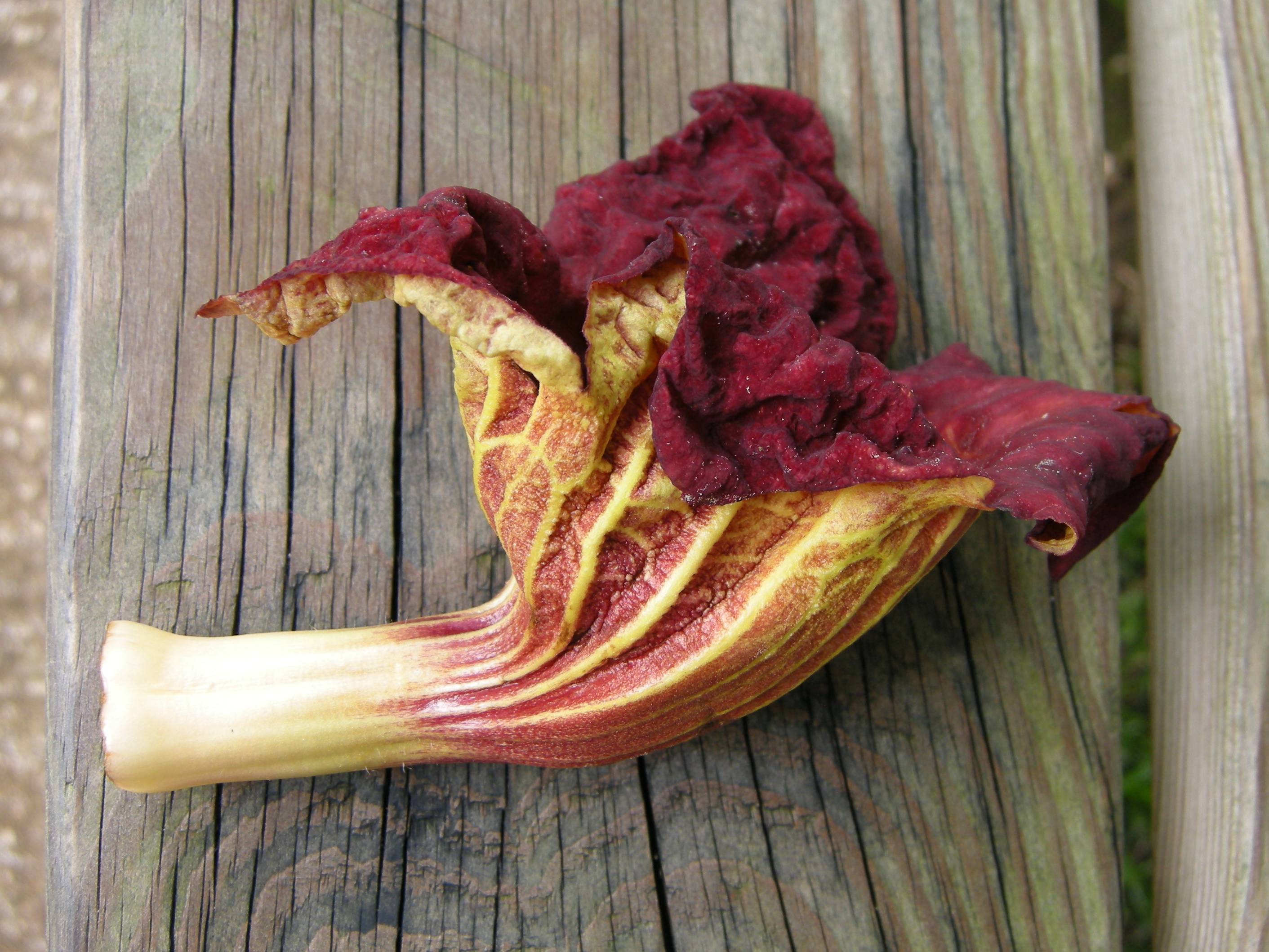 Afficher le média kigelia_africana4md kigelia_africana4md