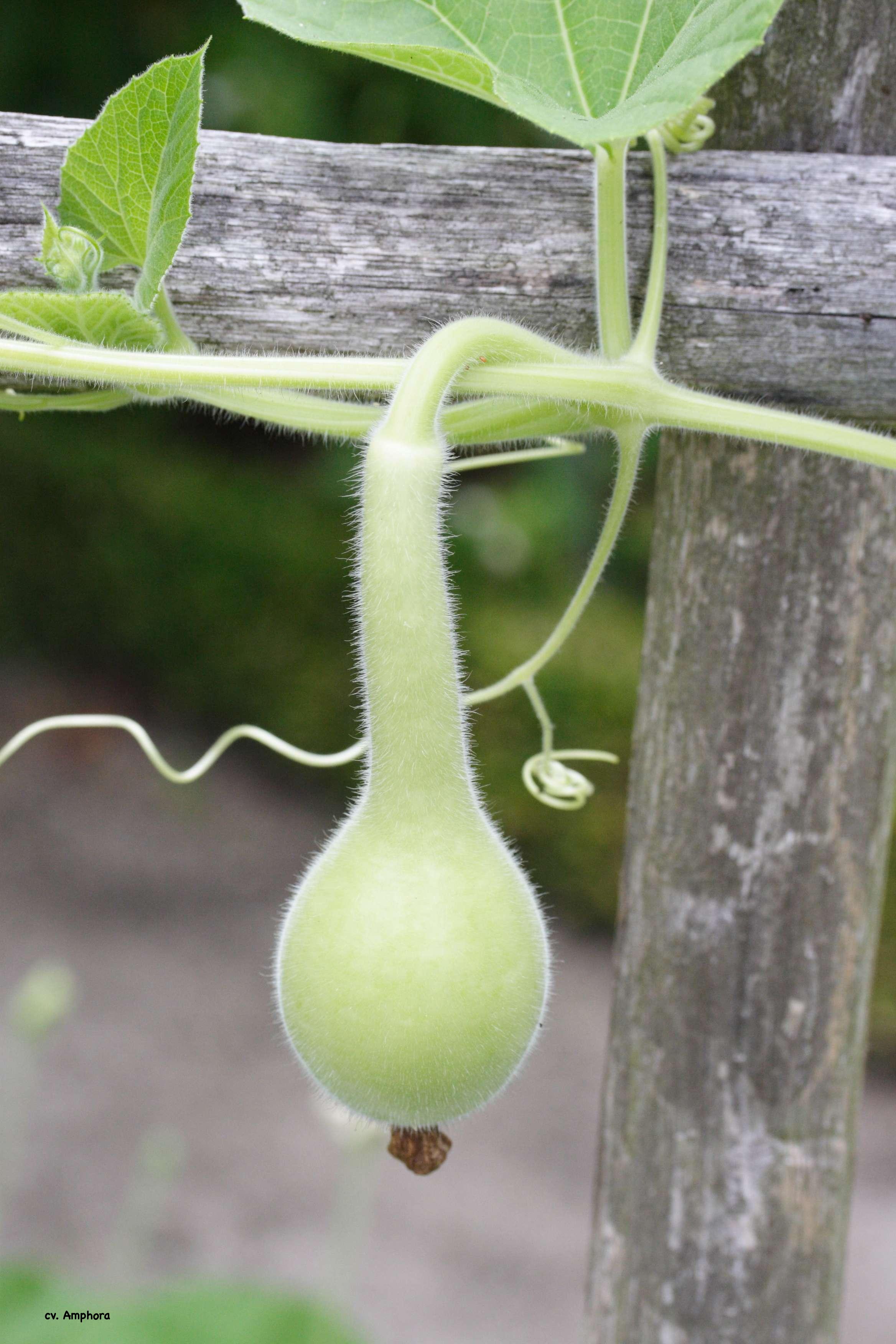 lagenaria_siceraria_amphora1md