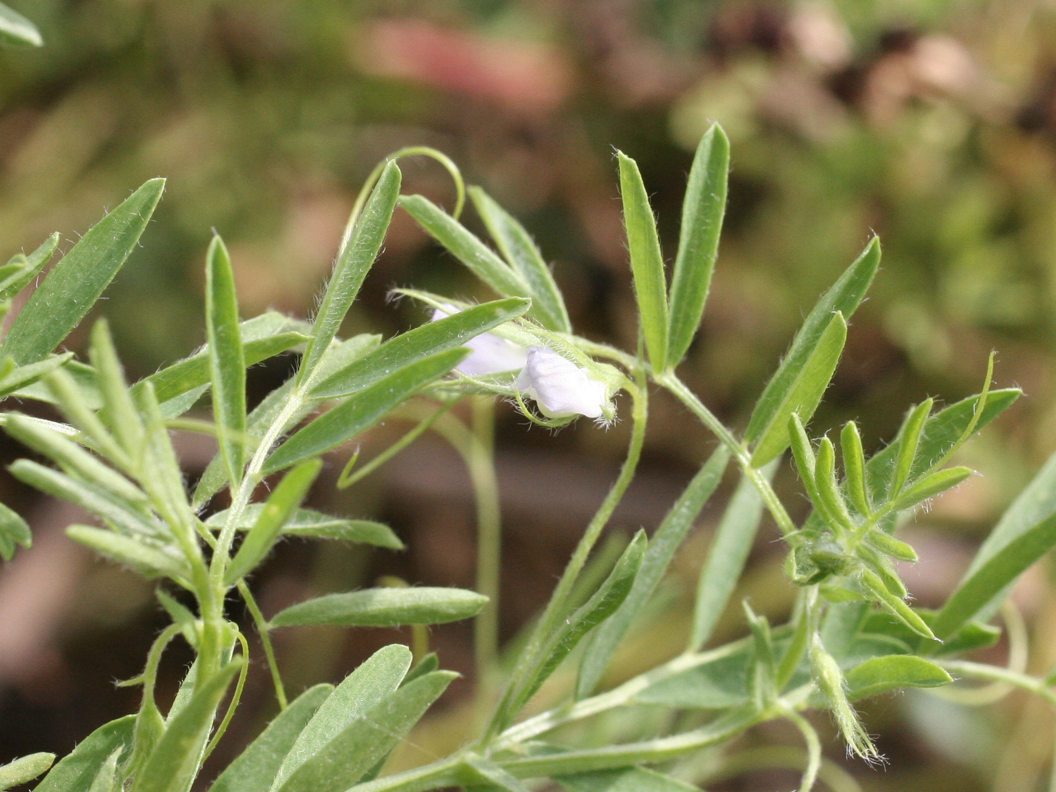 Afficher le média Lens_culinaris Lens_culinaris