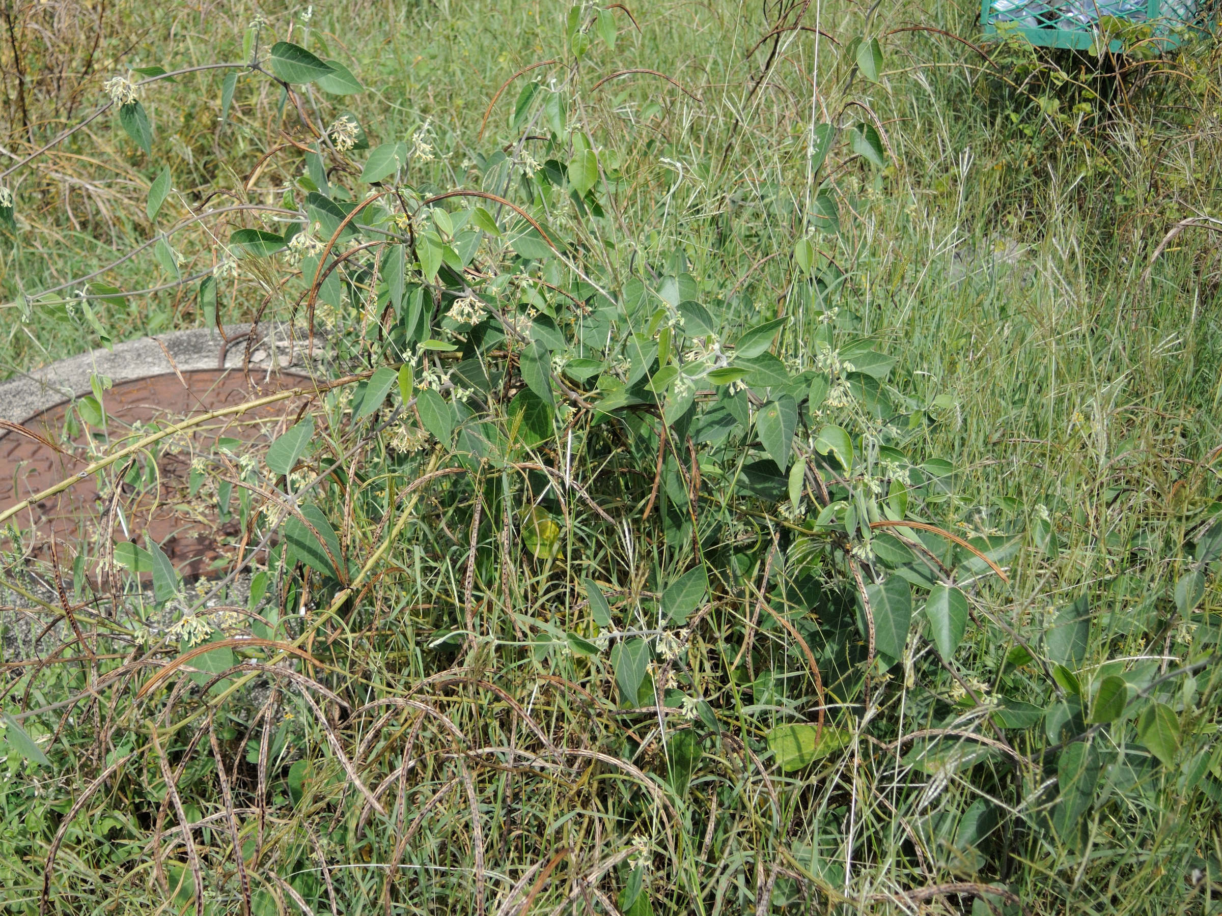 Afficher le média leptadenia_madagascariensis1md leptadenia_madagascariensis1md