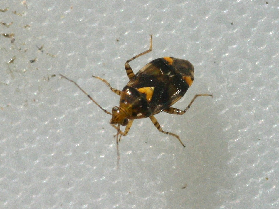 liocoris_tripustulatus2md