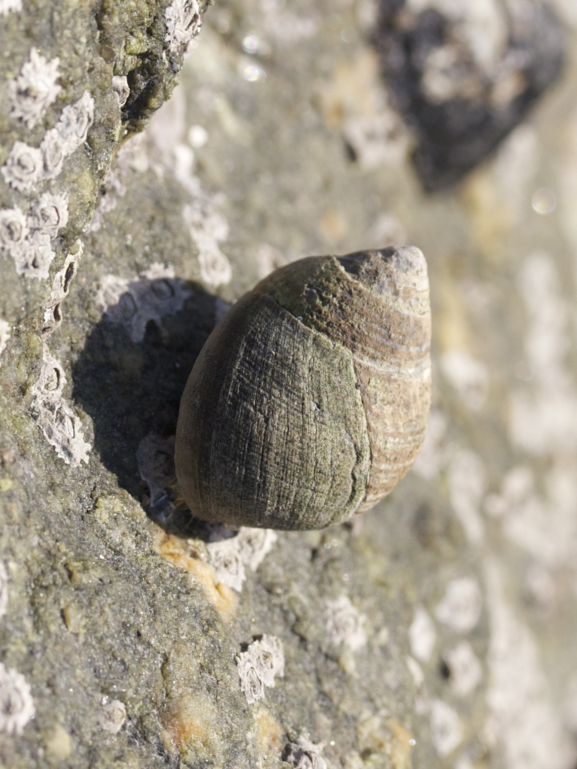 Afficher le média littorina_littorea3md littorina_littorea3md