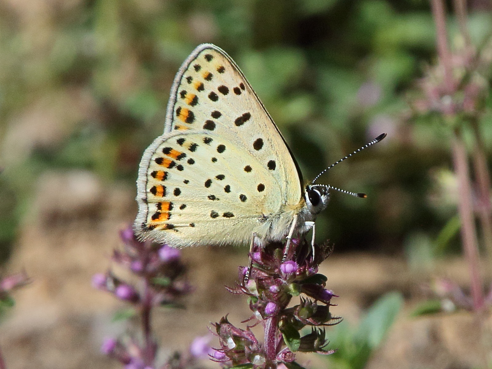 lycaena_tityrus7bd