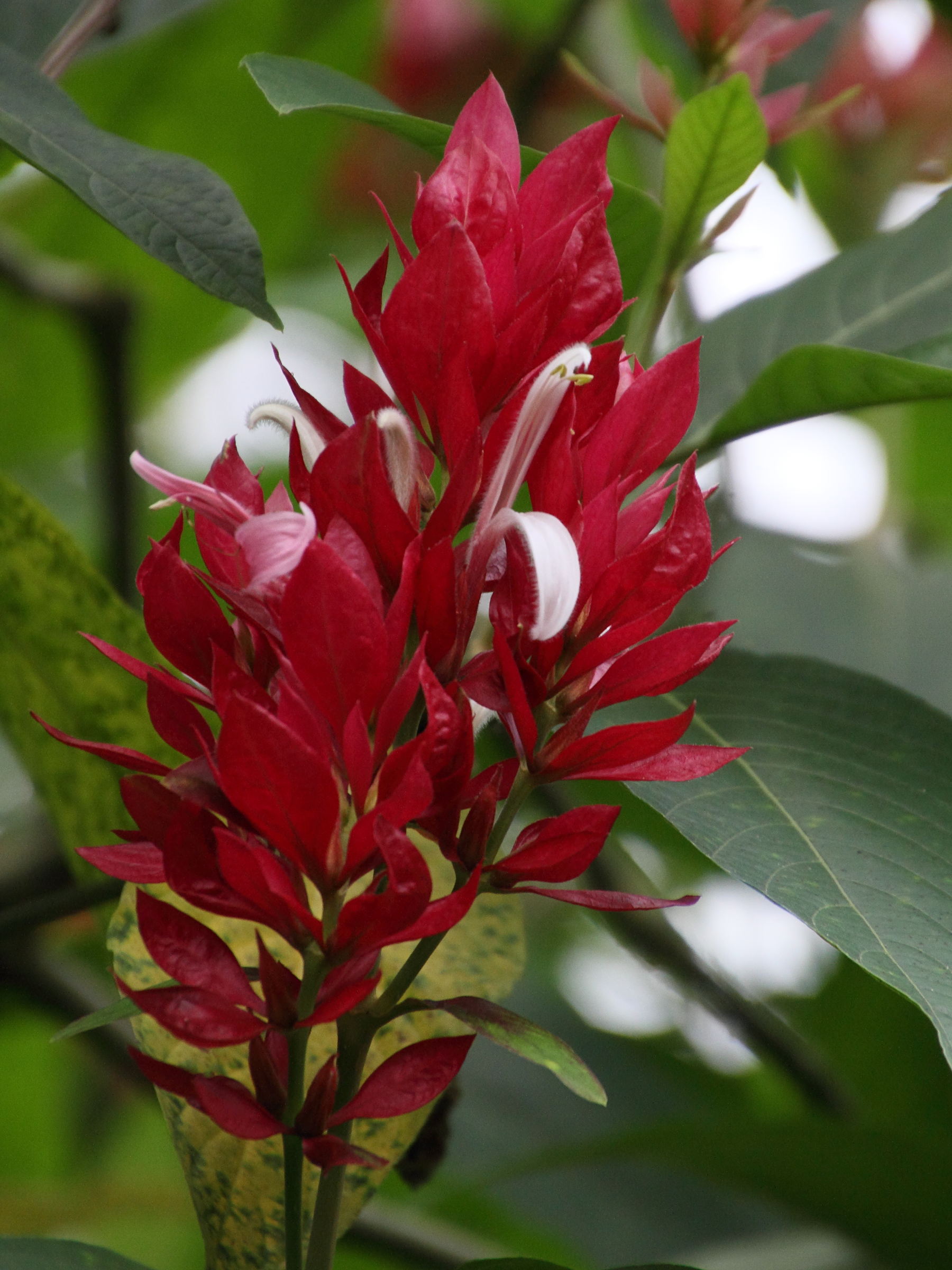 Afficher le média Magakepasma_erythrochlamys Magakepasma_erythrochlamys