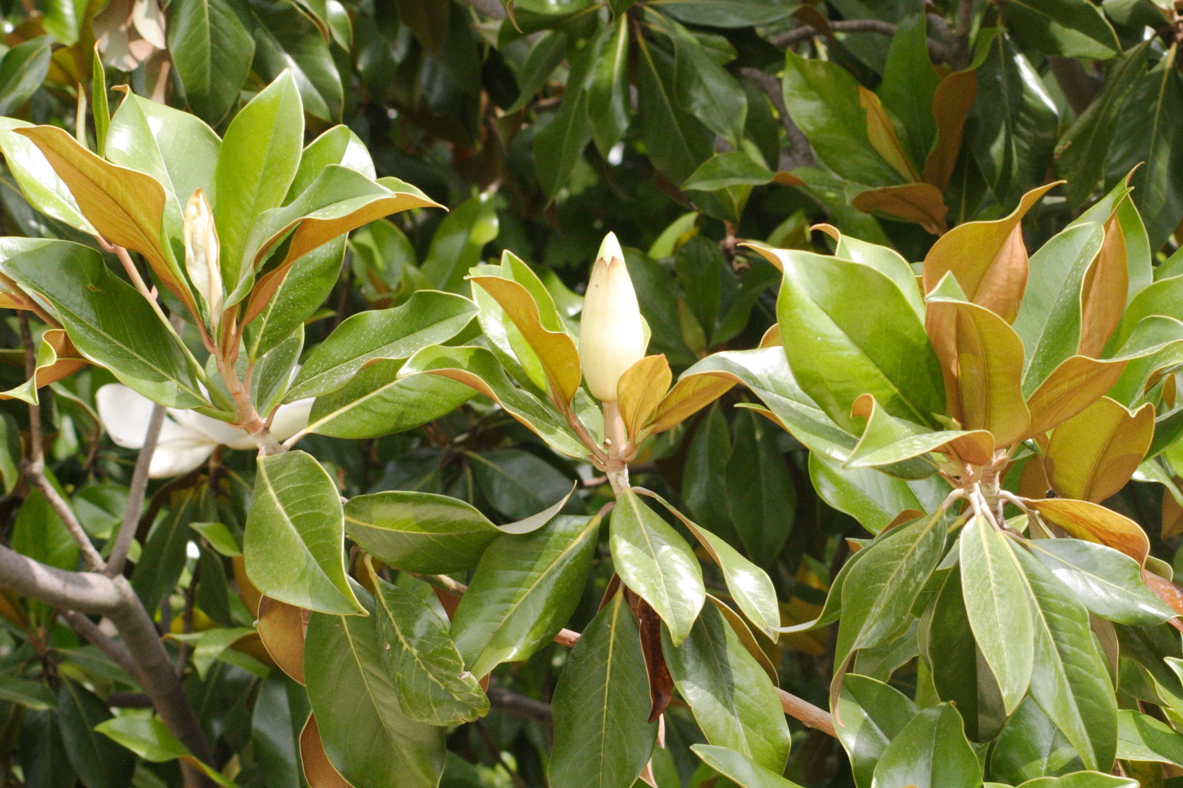 Afficher le média magnolia_grandiflora4md magnolia_grandiflora4md