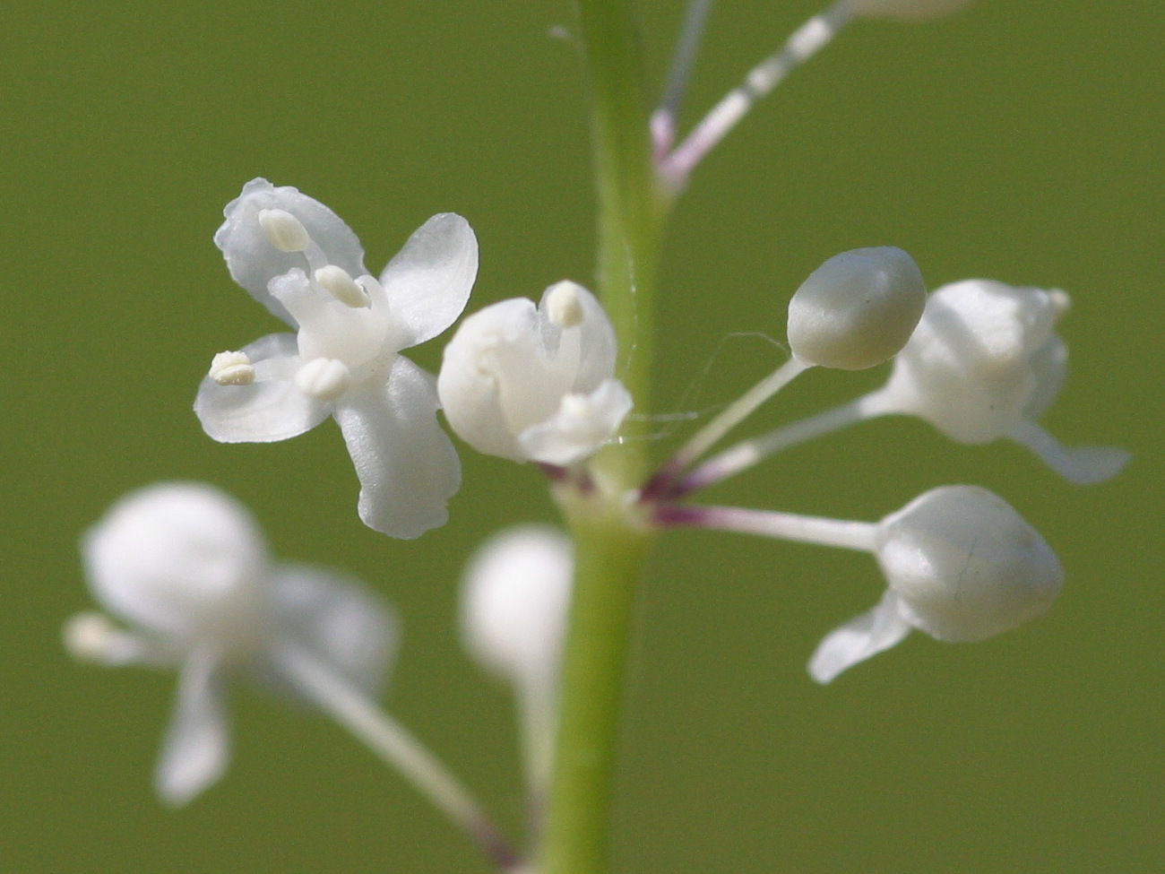 Afficher le média maianthemum_bifolium3md maianthemum_bifolium3md