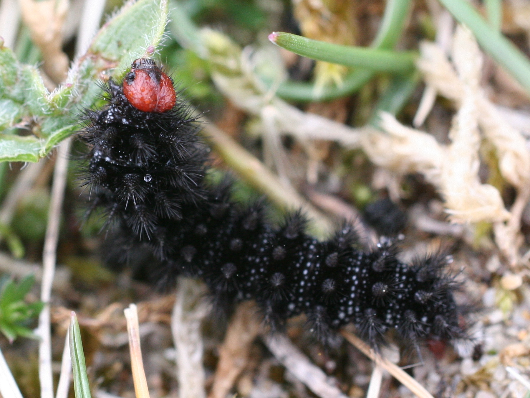 melitaea_cinxia_ch1md