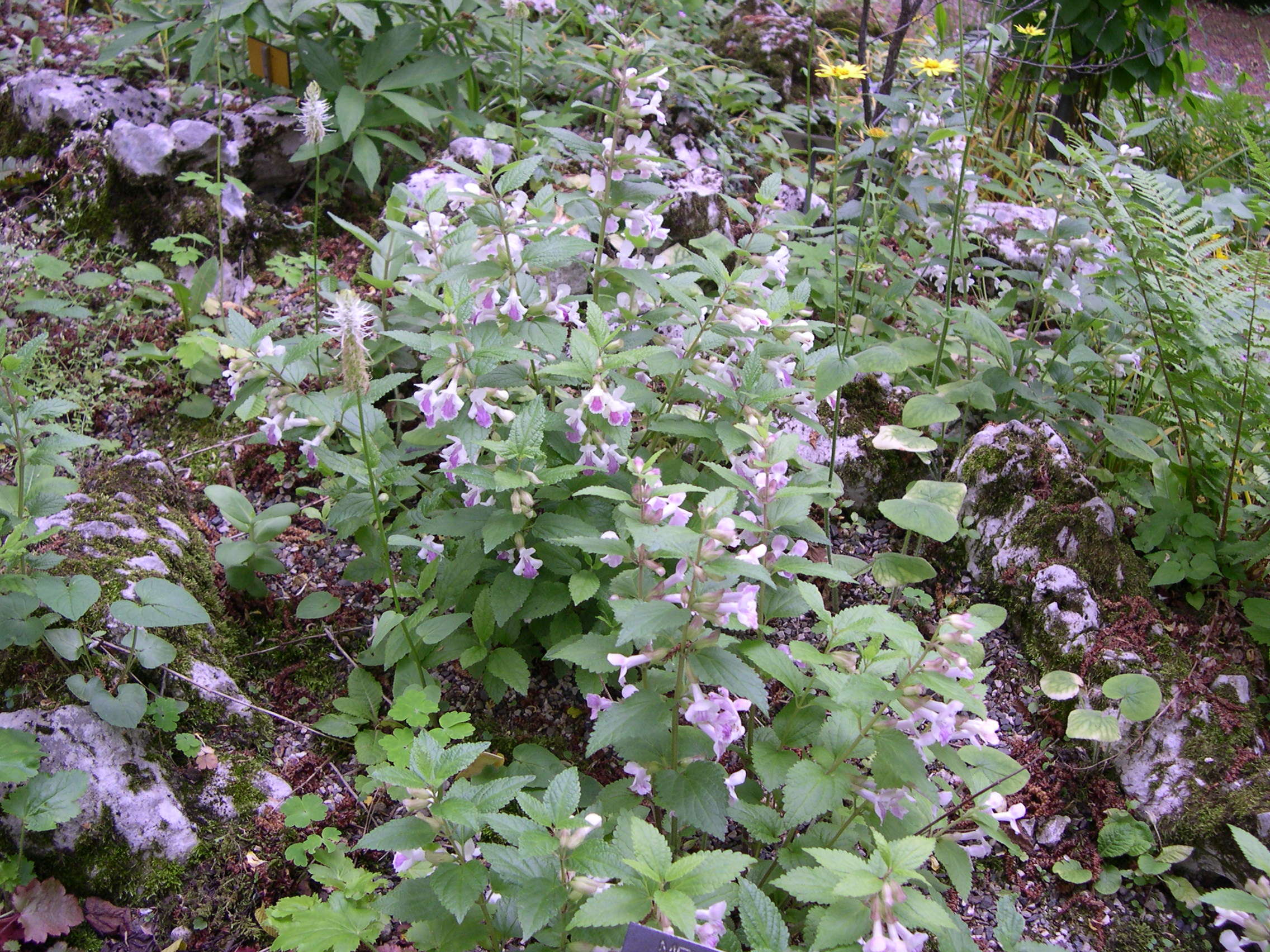 Afficher le média Melittis_melissophyllum Melittis_melissophyllum