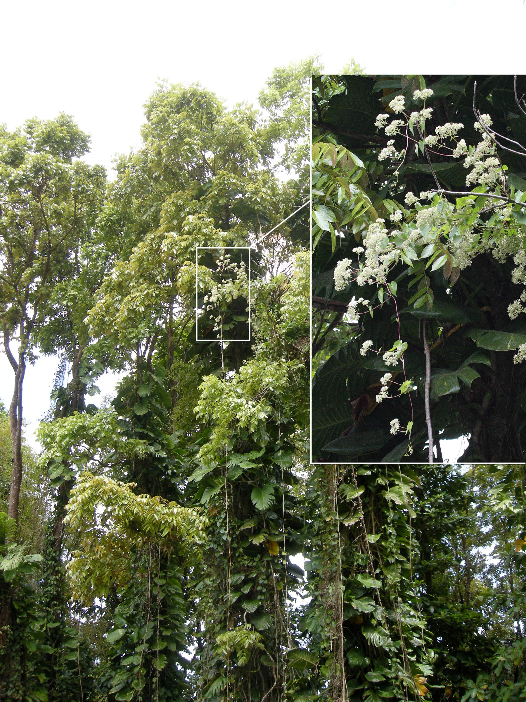 mikania_micrantha5md