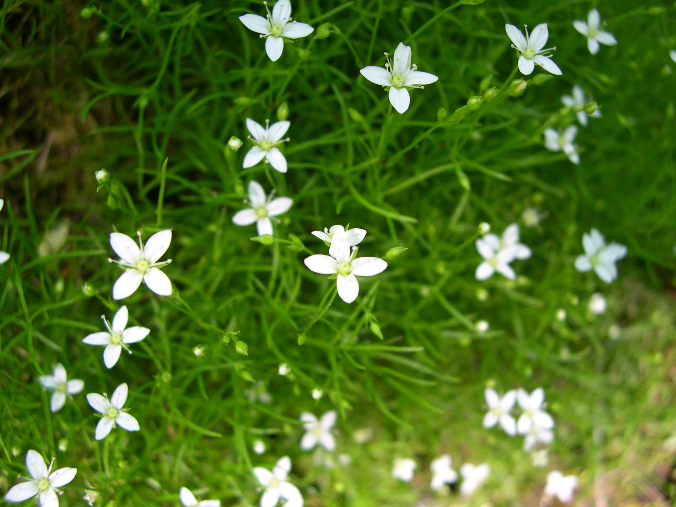 Afficher le média moehringia_muscosa4md moehringia_muscosa4md