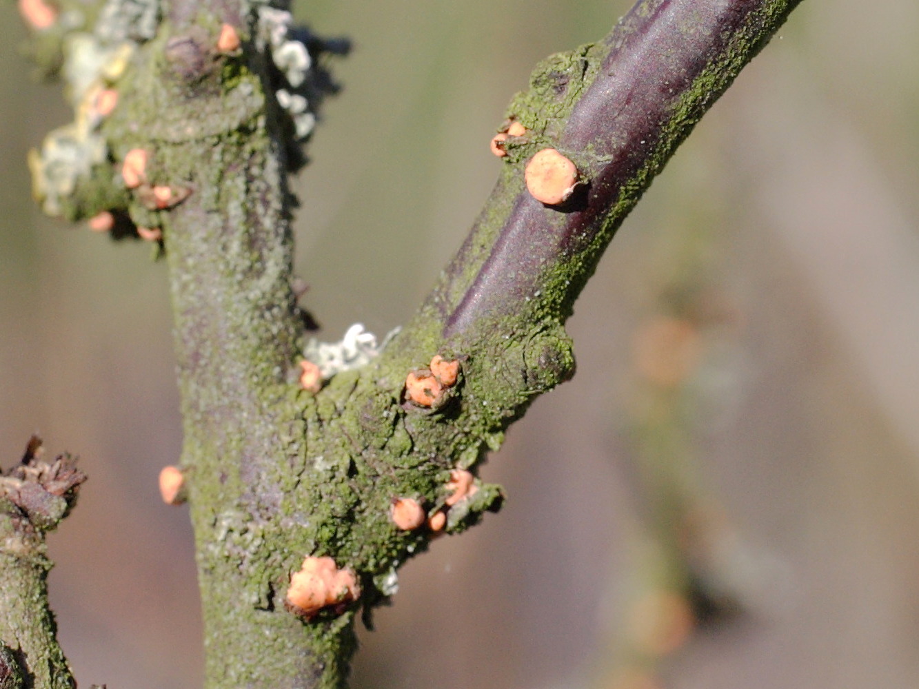 nectria_cinnabarina4md