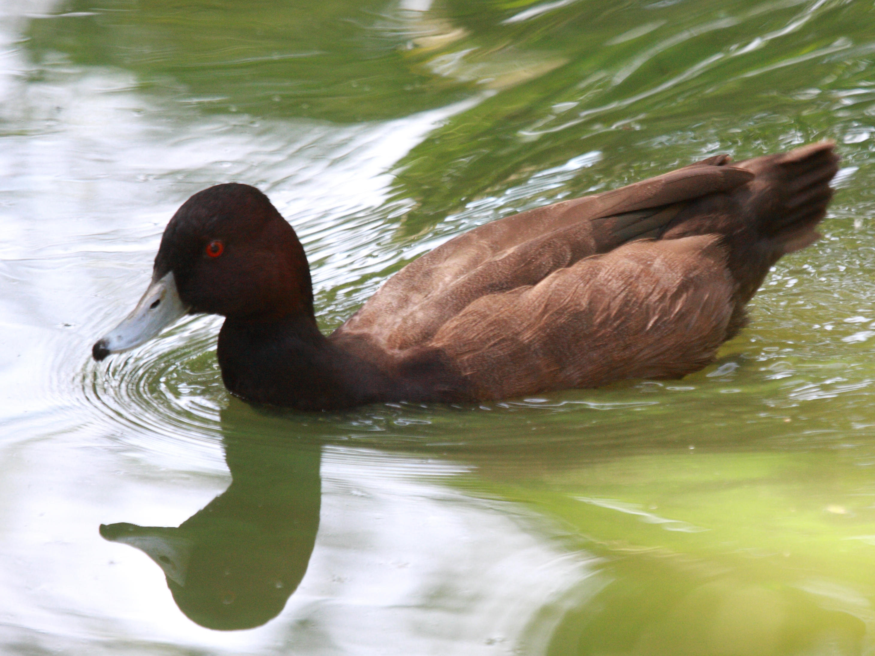 Netta_erythrophthalma