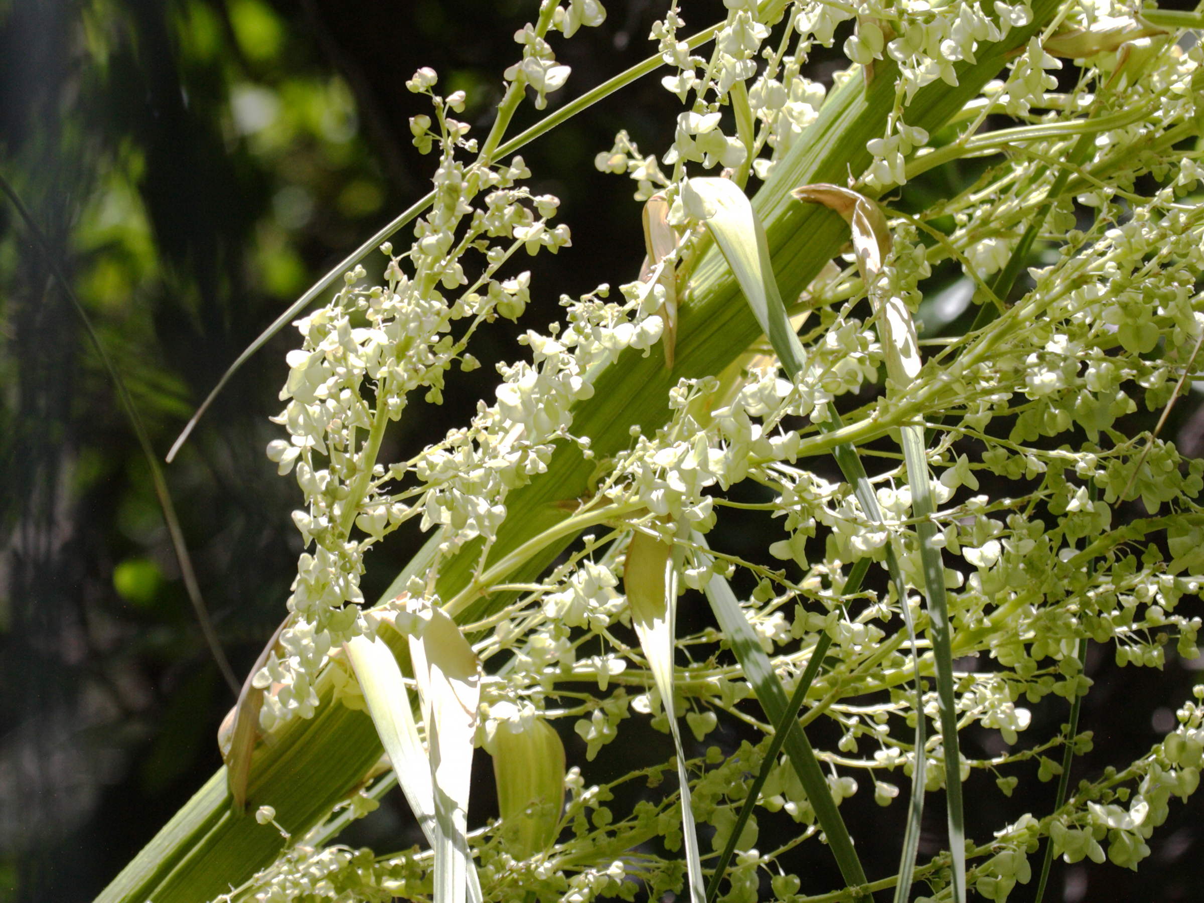 Afficher le média nolina_longifolia3bd nolina_longifolia3bd