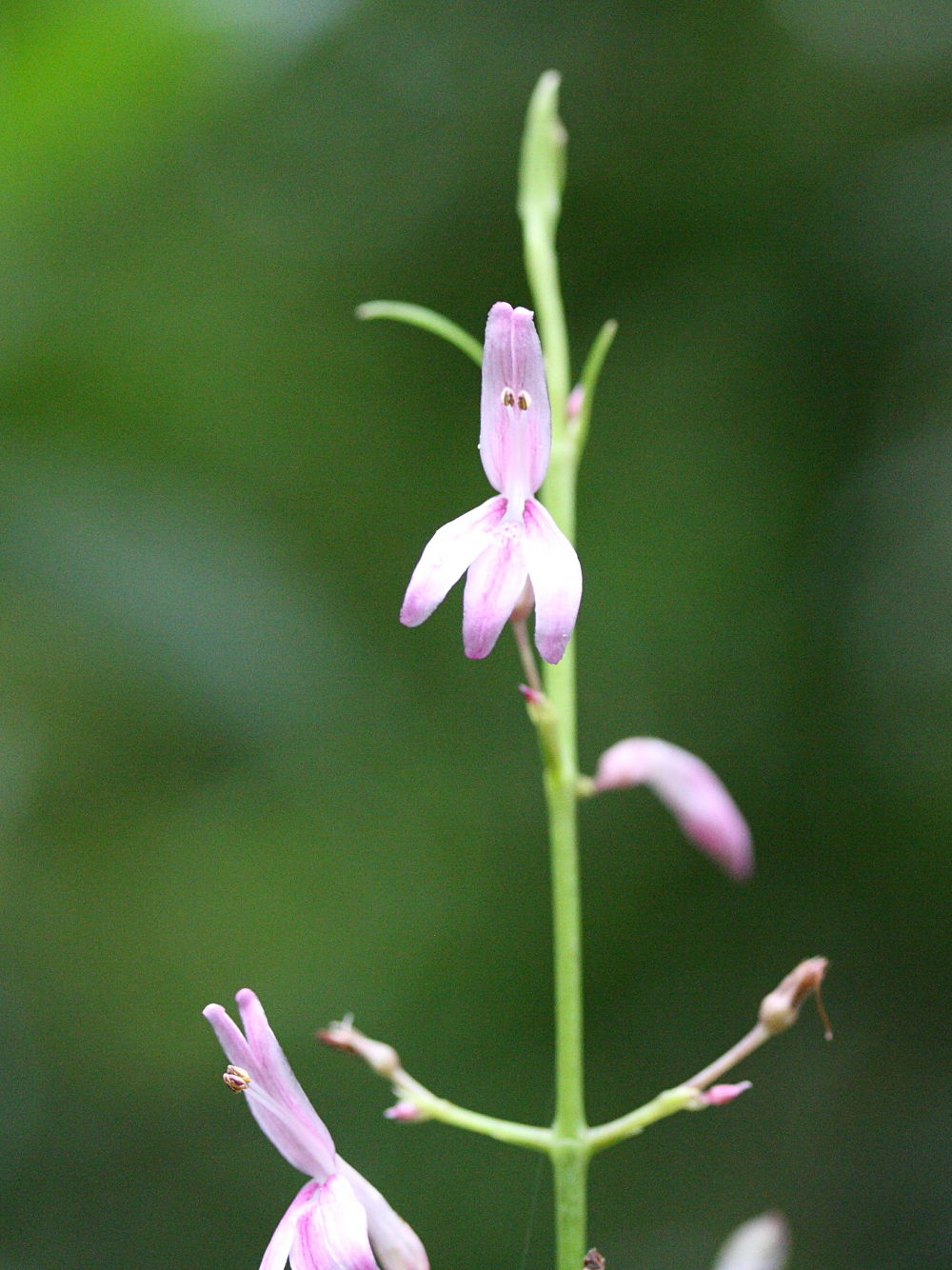 odontonema_nitidum2md