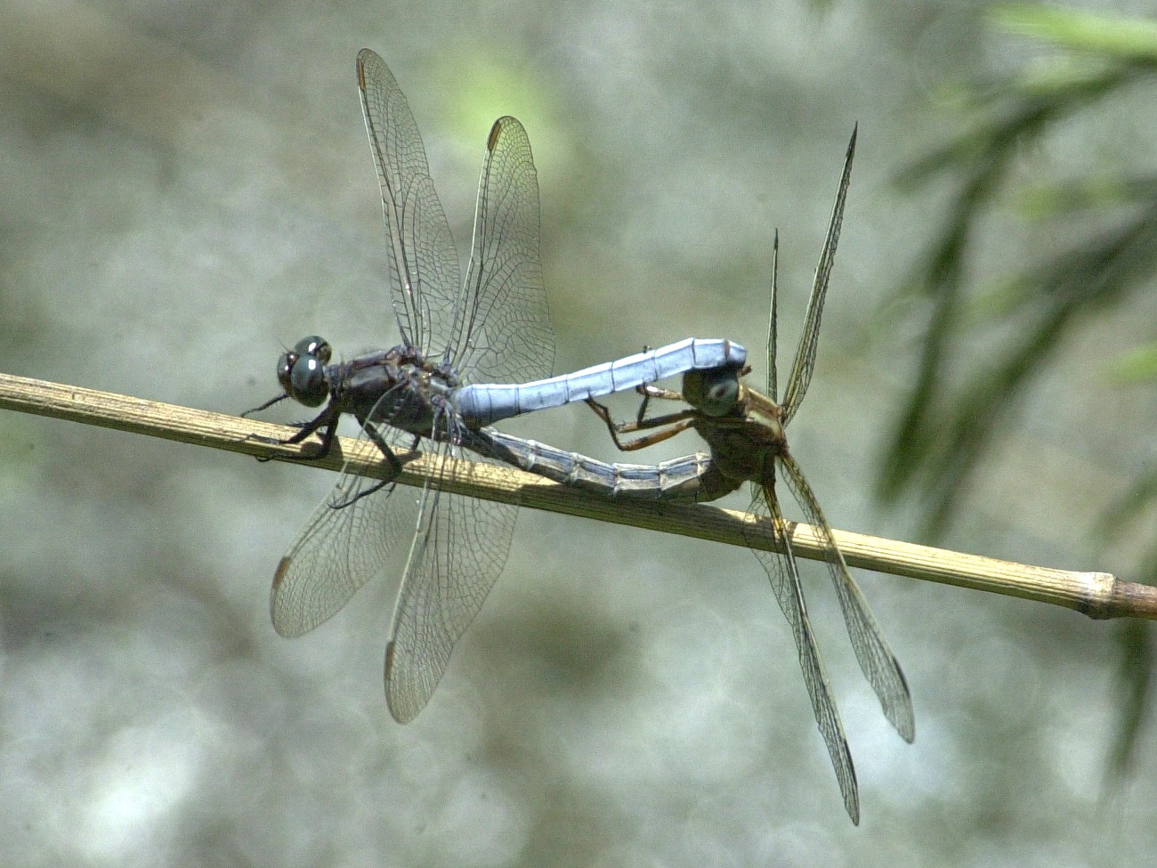 orthetrum_brunneum2md