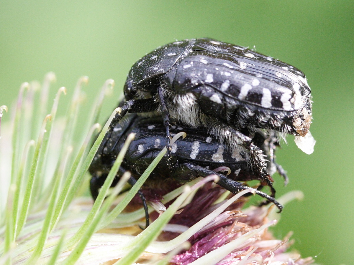 oxythyrea_funesta3md