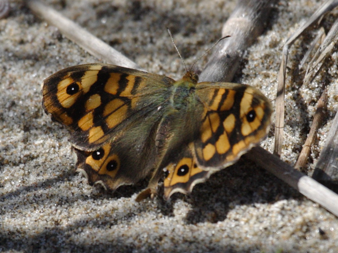 pararge_aegeria_aegeria1bd