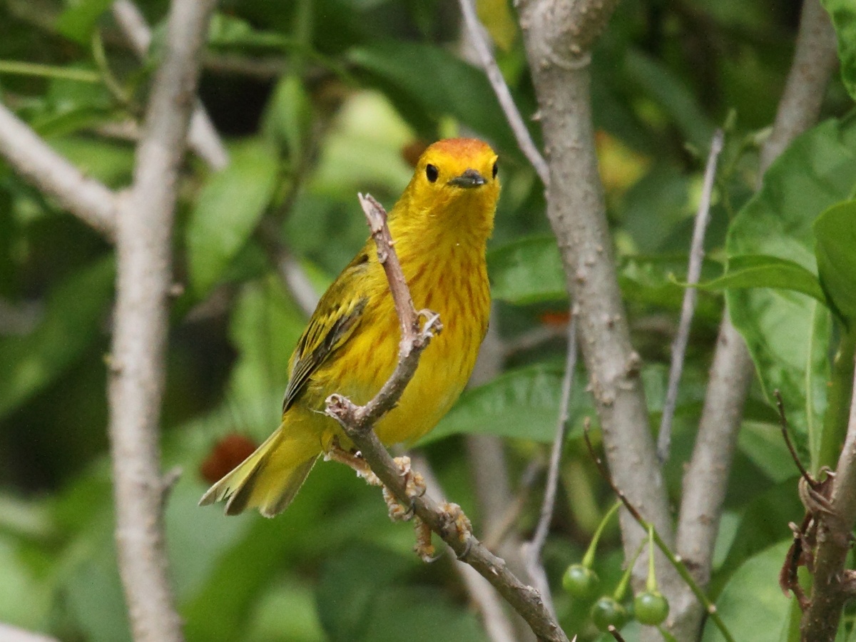 paruline_jaune_-_dendroica_petechia5bd
