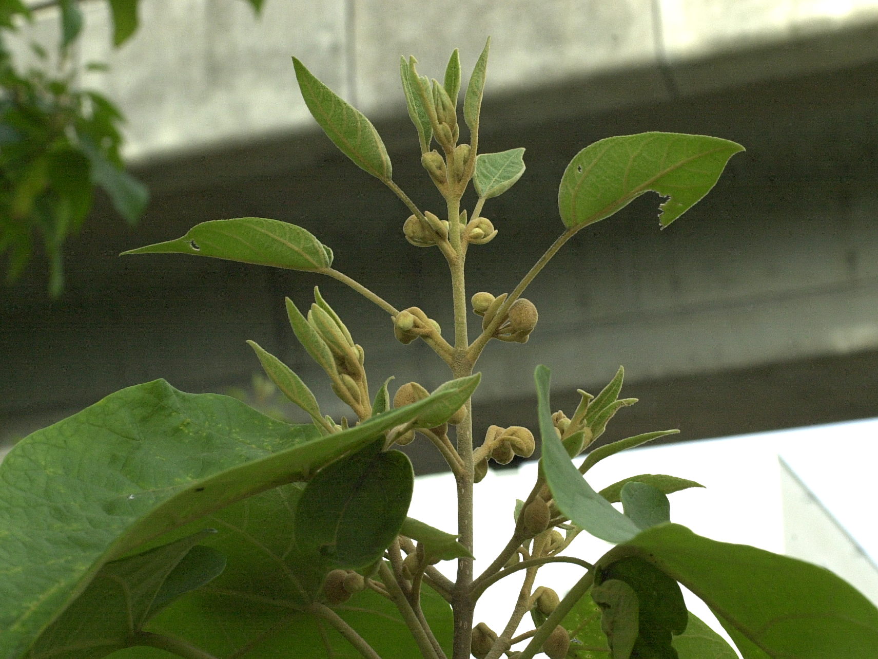 paulownia_tomentosa2md