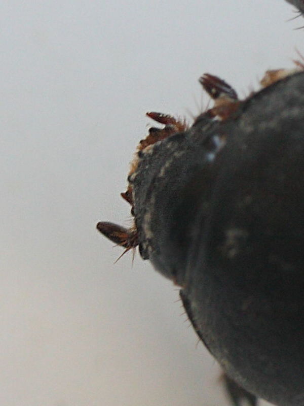 pentodon_algerinus2md