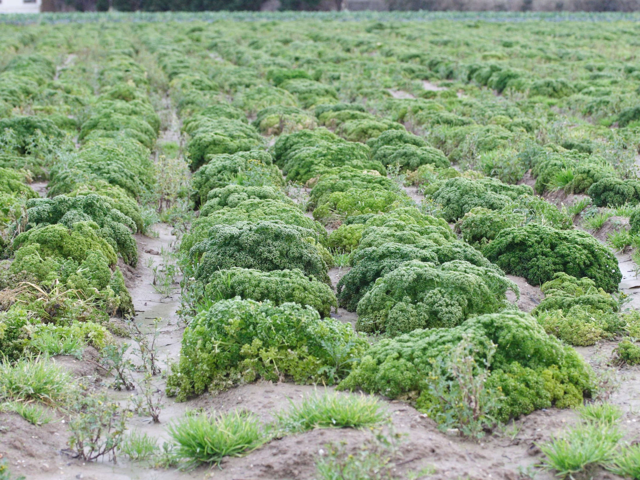 petroselinum_crispum1md