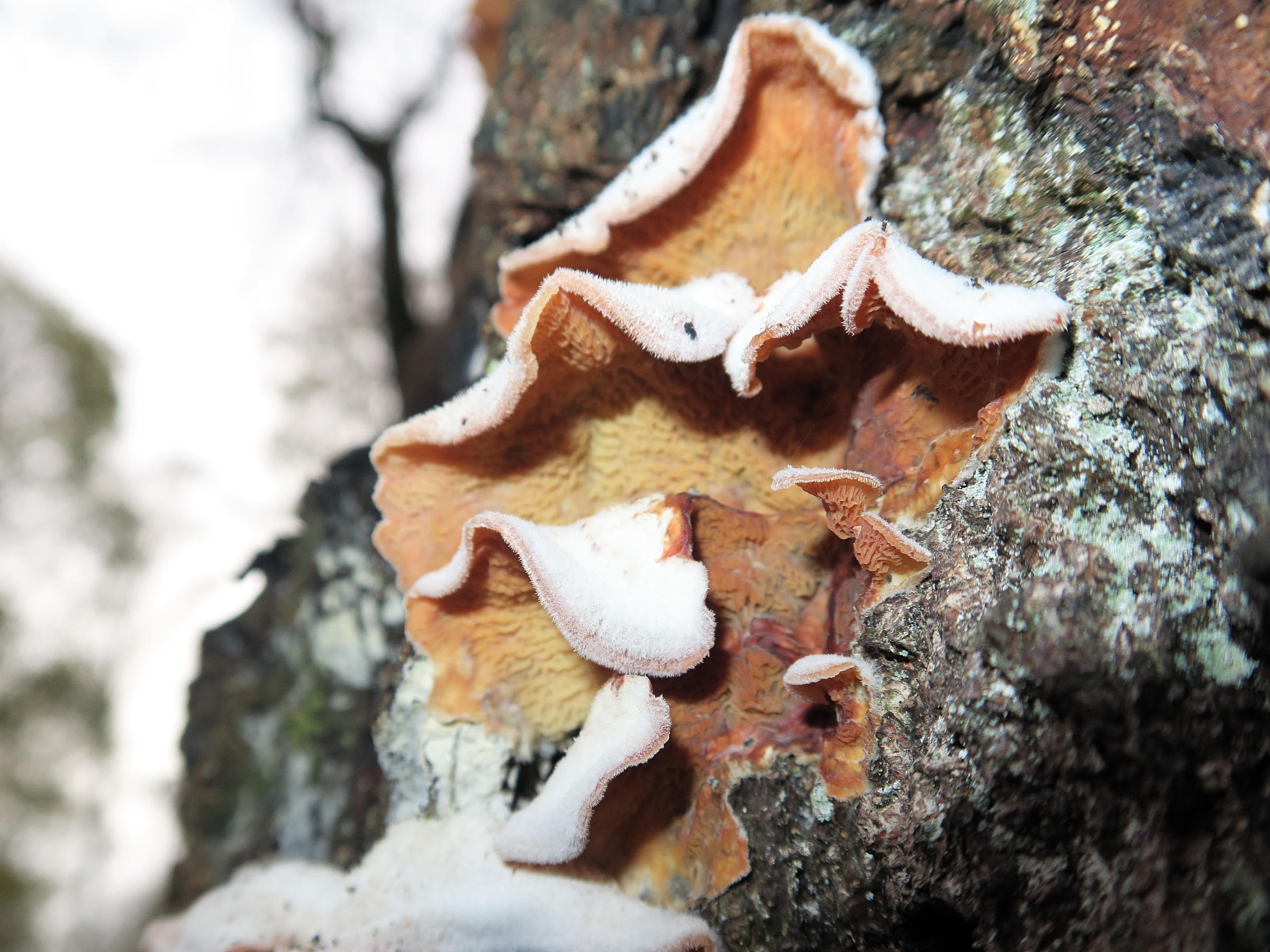 phlebia_tremellosa6md