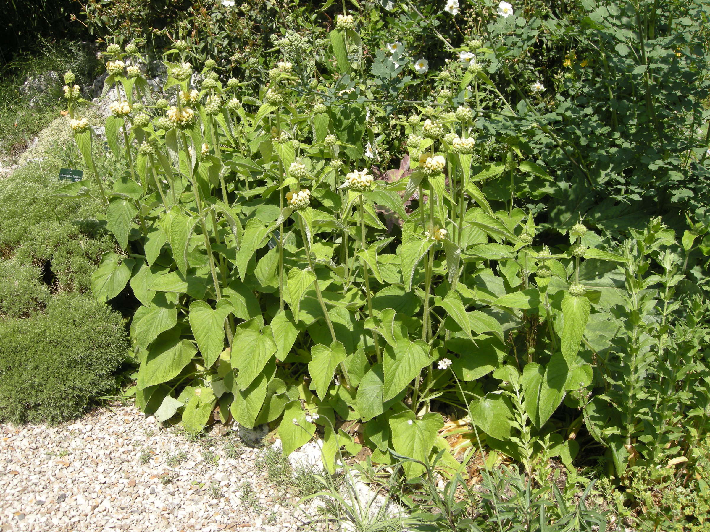 phlomis_bovei1md
