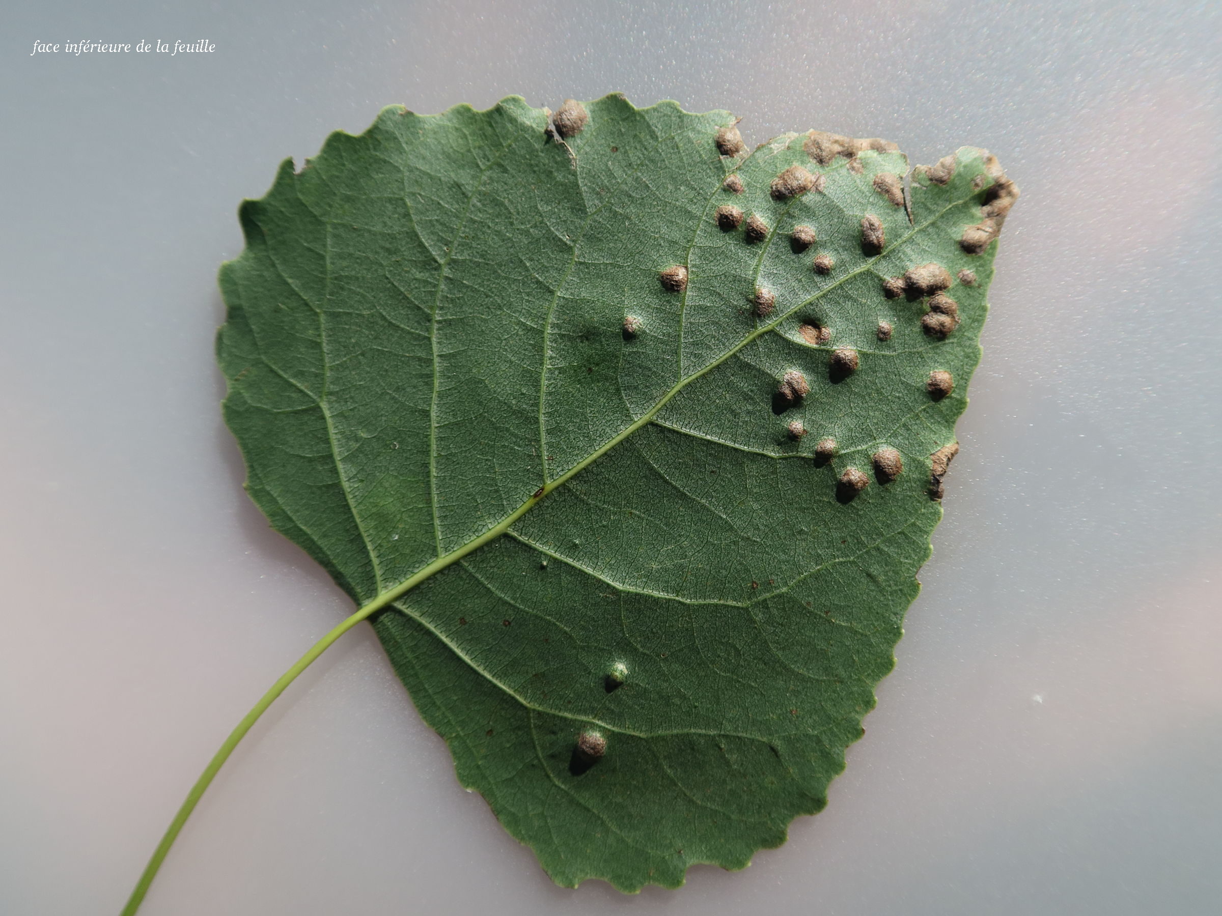 phyllocoptes_populi_galle1md