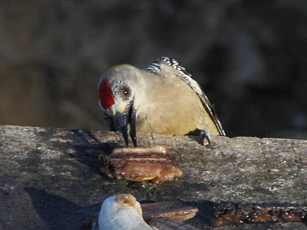 pic_de_hoffmann_-_melanerpes_hoffmannii1md