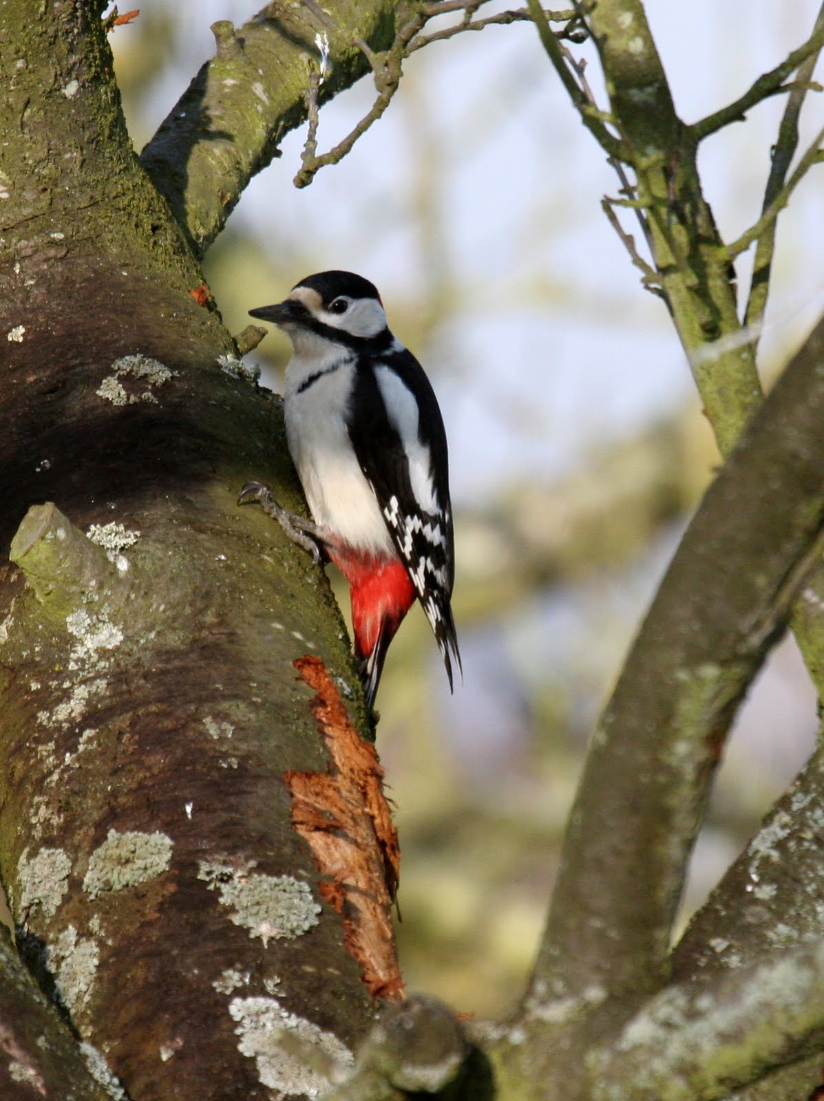 pic_epeiche_-_dendrocopos_major6bd