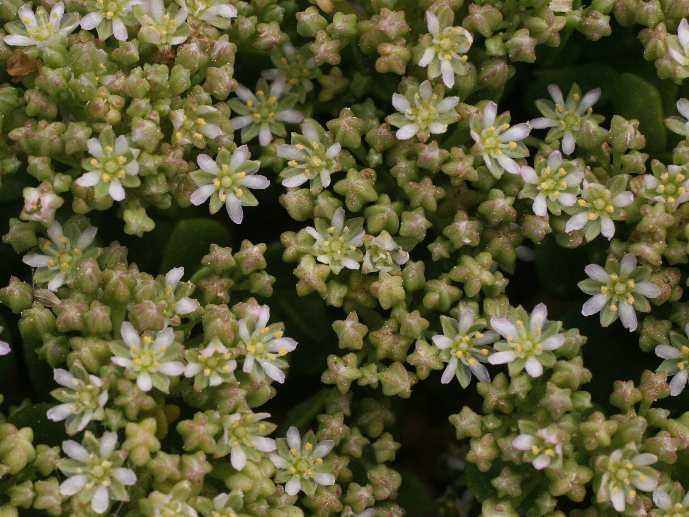 Afficher le média Polycarpon_polycarpoides catalaunicum Polycarpon_polycarpoides catalaunicum