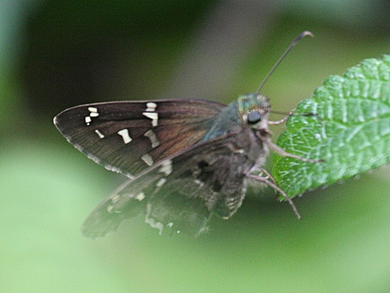 Afficher le média polygonus_savigny_punctus2bd polygonus_savigny_punctus2bd