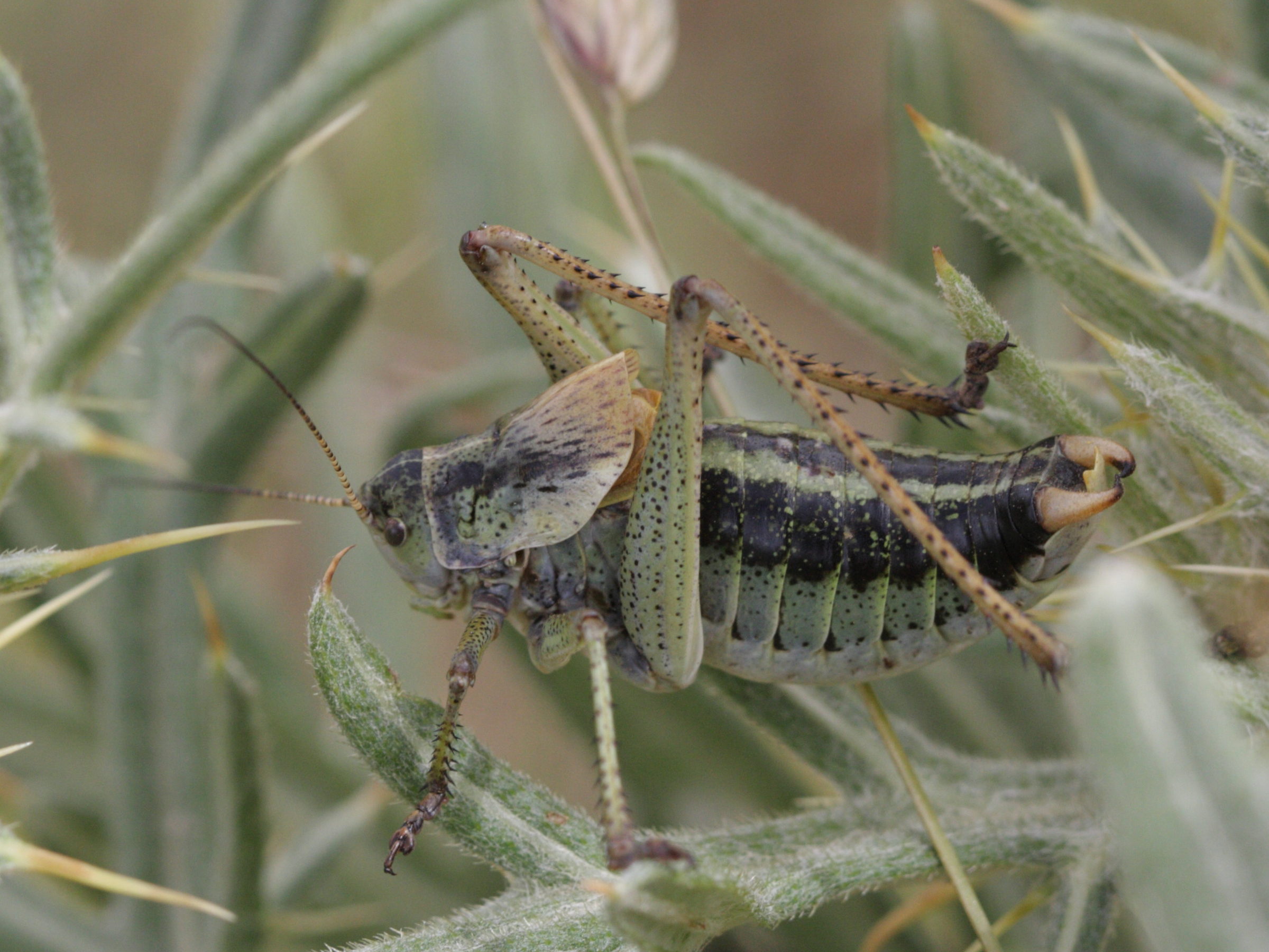 polysarcus_denticauda1bd