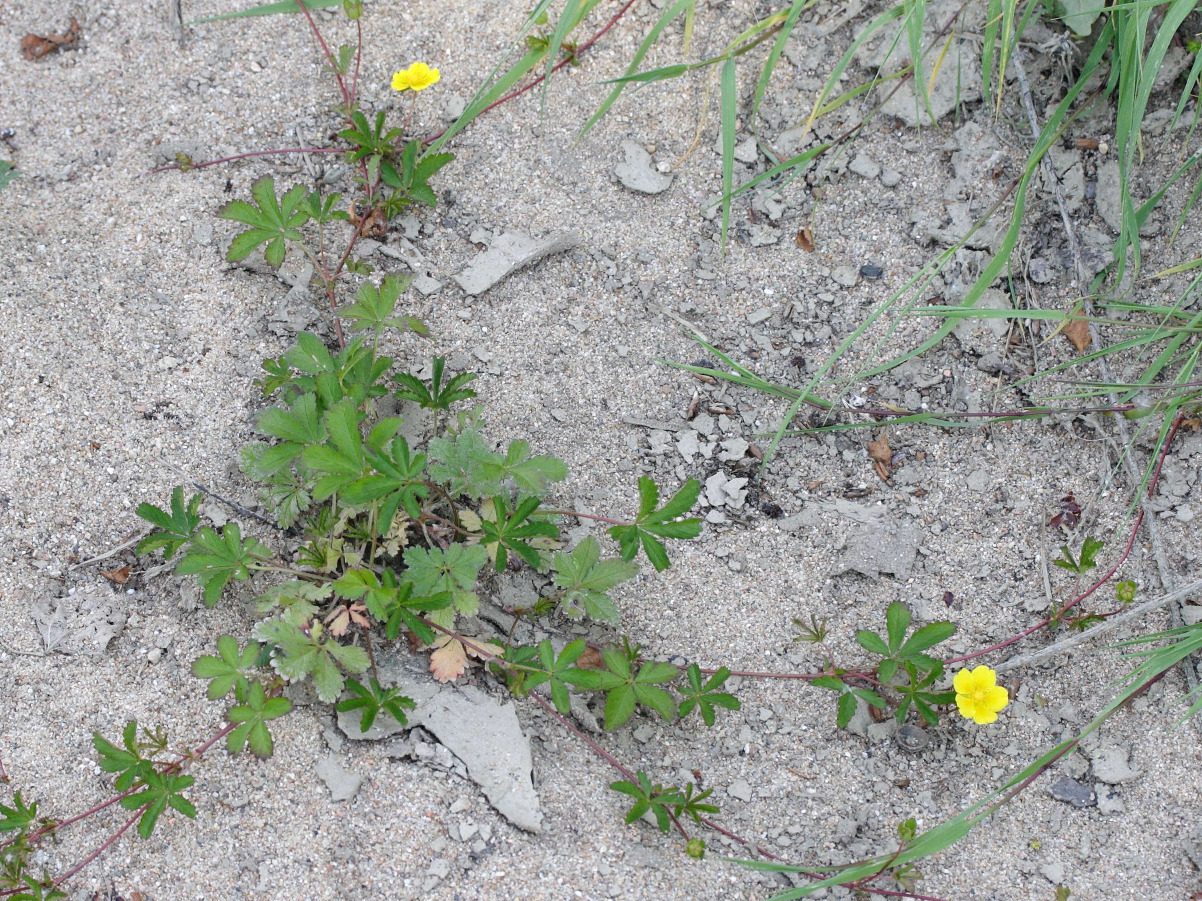 potentilla_reptans4md