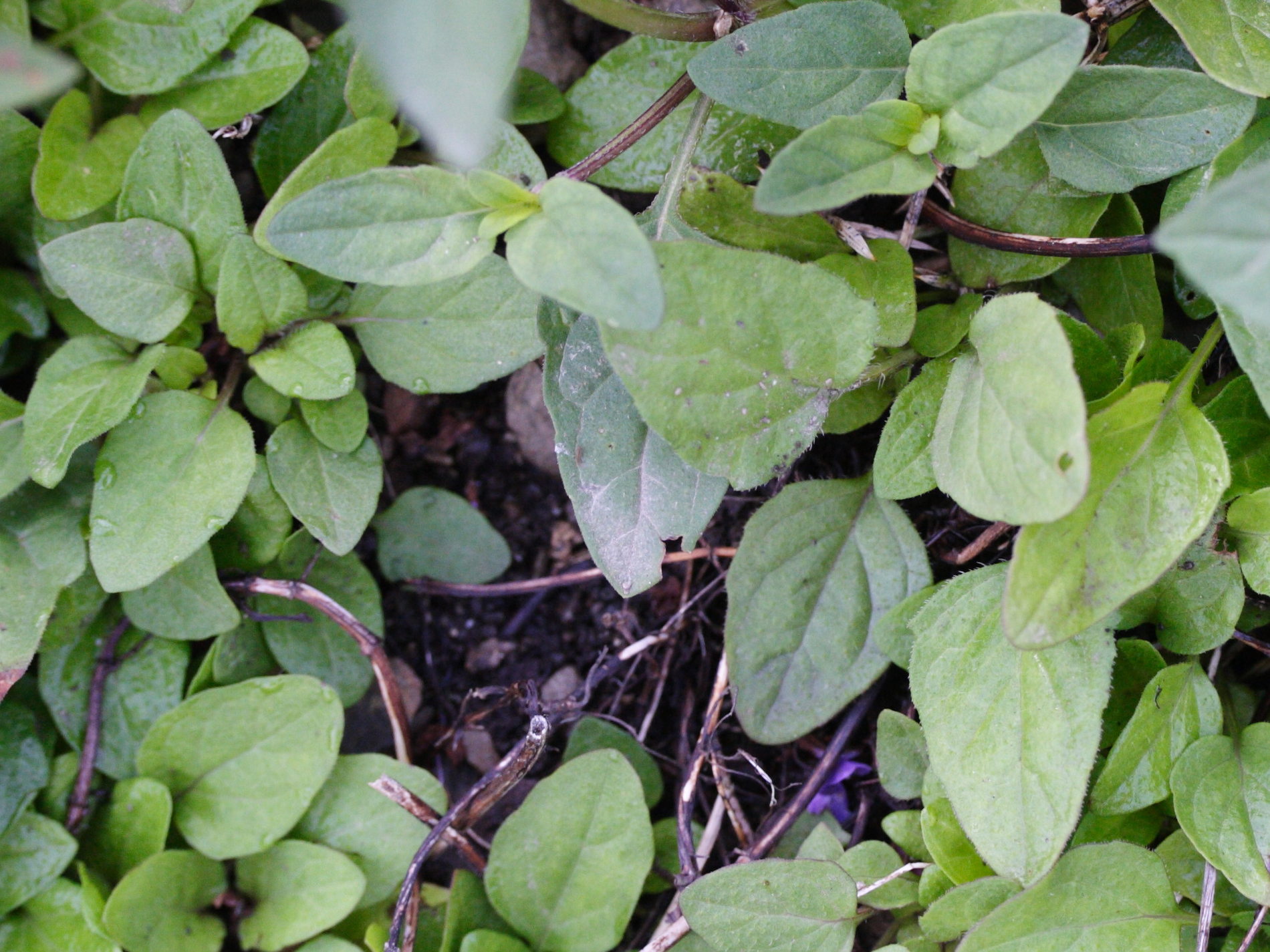 Afficher le média prunella_hastifolia2md prunella_hastifolia2md