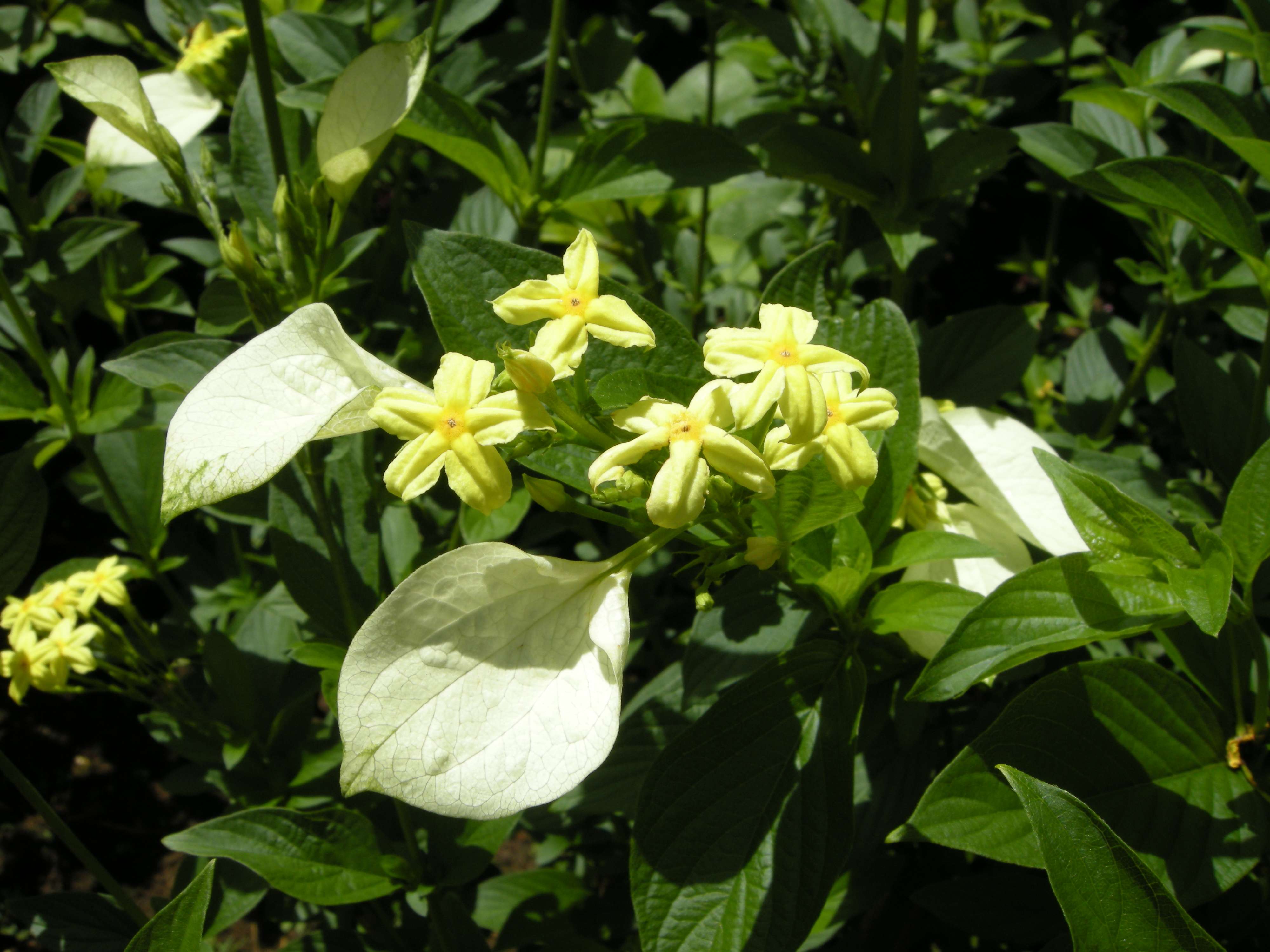 pseudomussaenda_flava2md