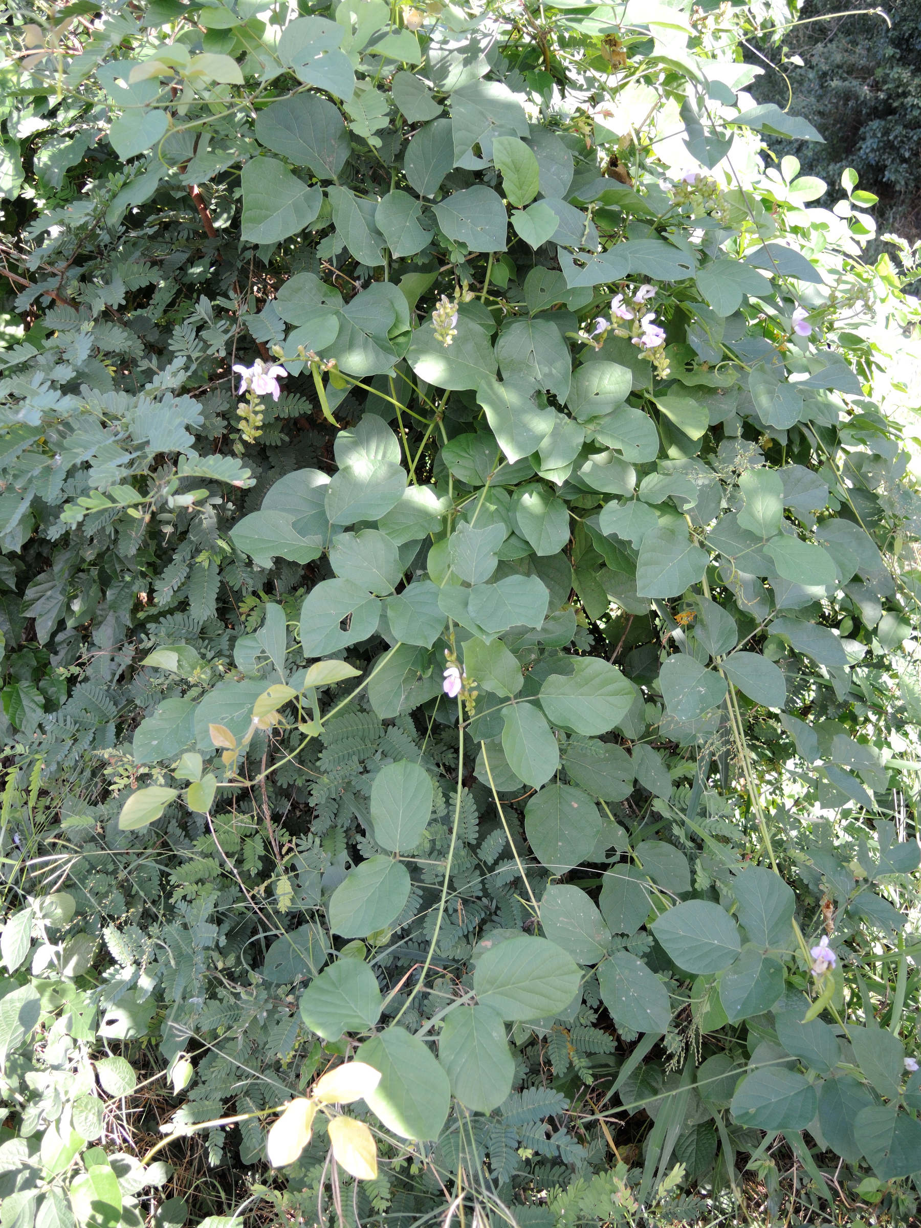 Afficher le média psophocarpus_scandens1md psophocarpus_scandens1md