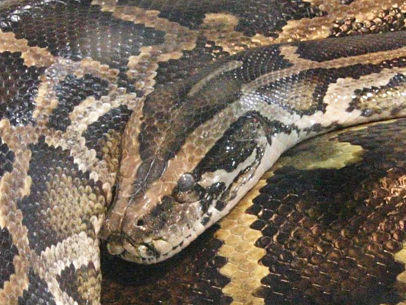 python_bivittatus2md