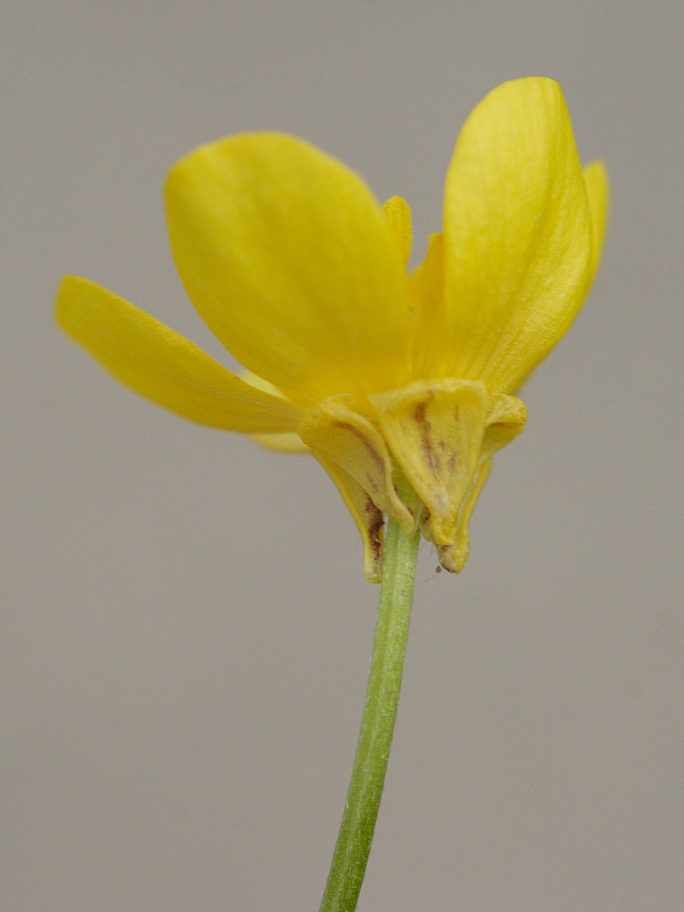 ranunculus_bulbosus4md