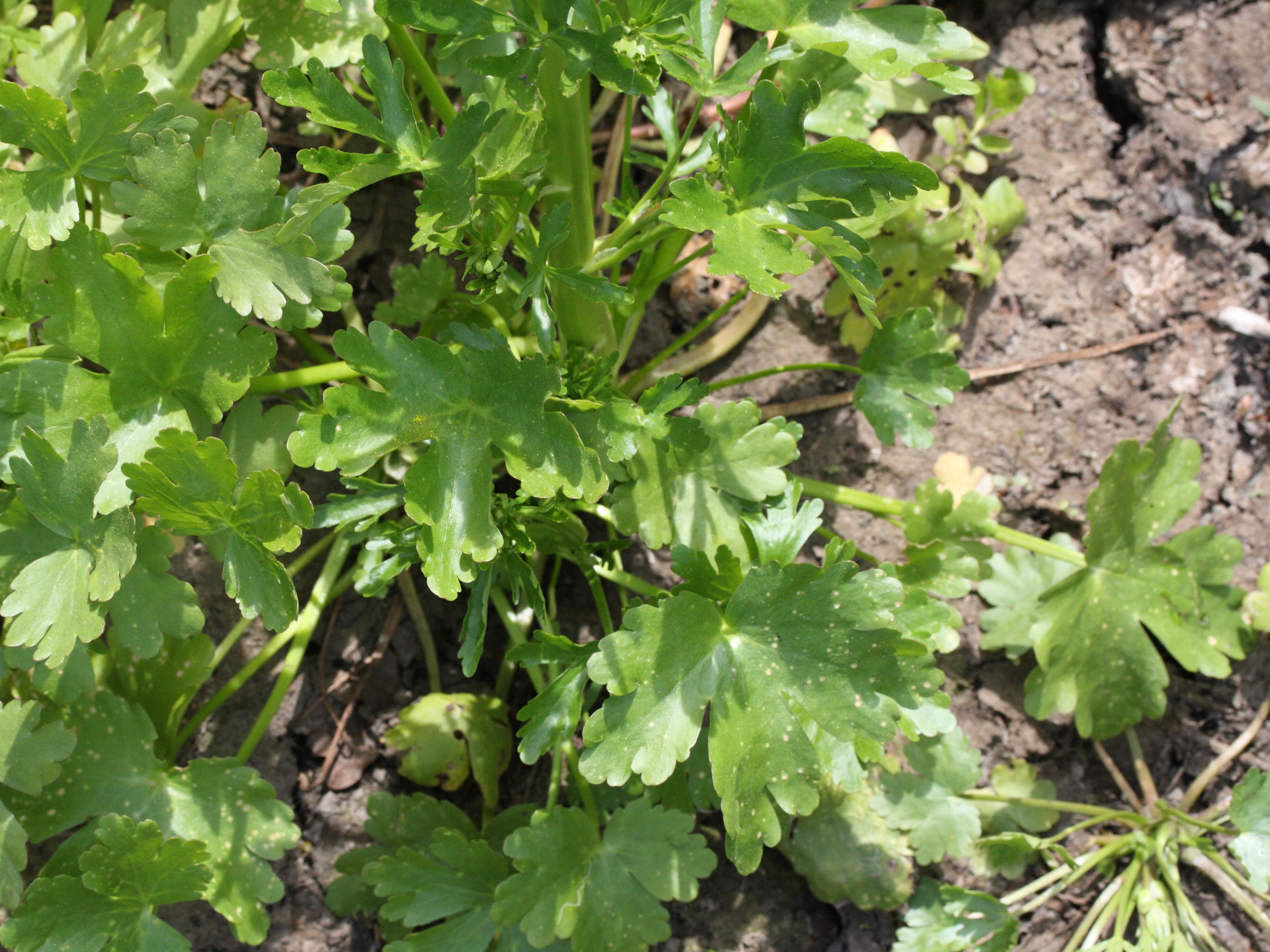 Afficher le média ranunculus_sceleratus1md ranunculus_sceleratus1md