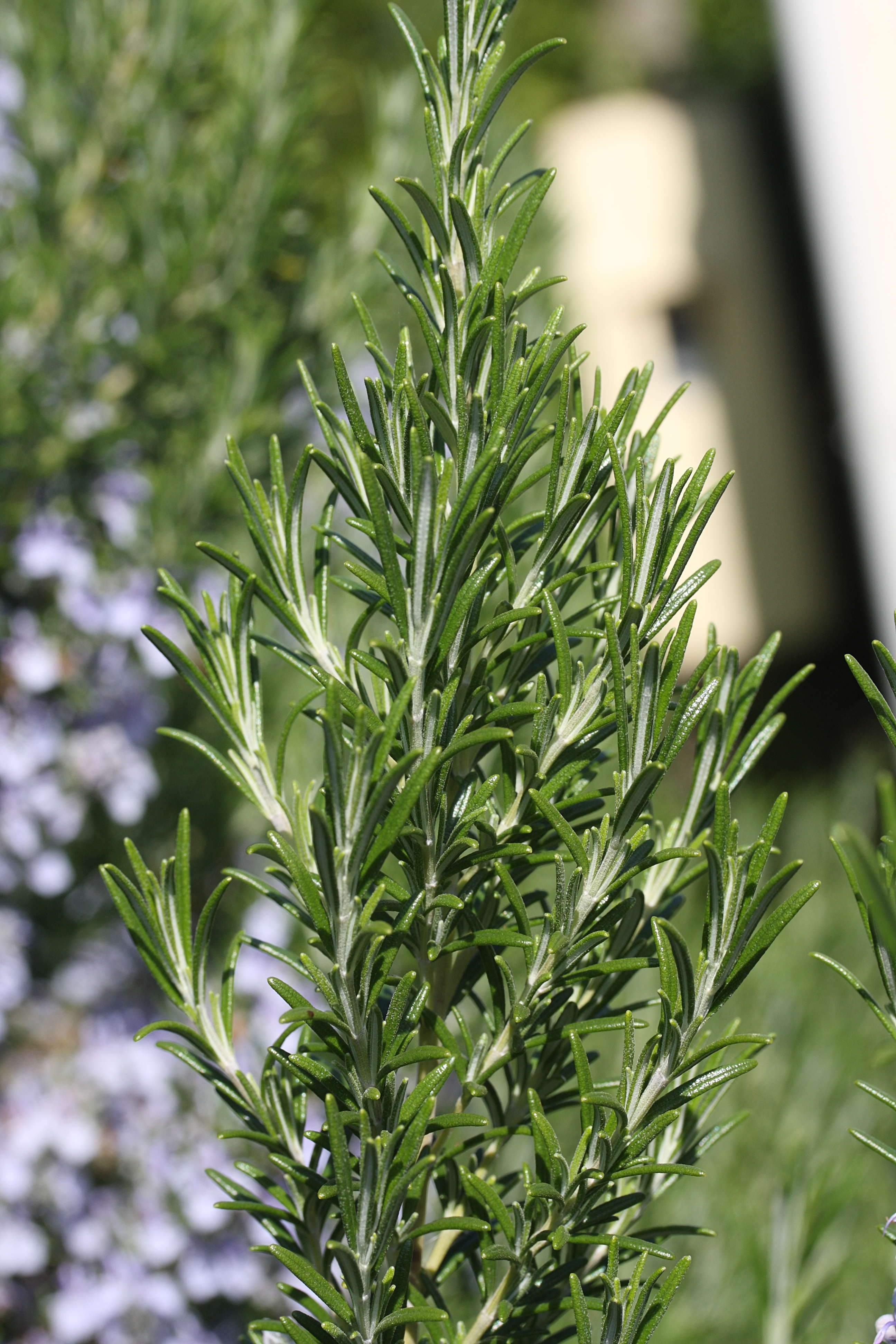 rosmarinus_officinalis1md